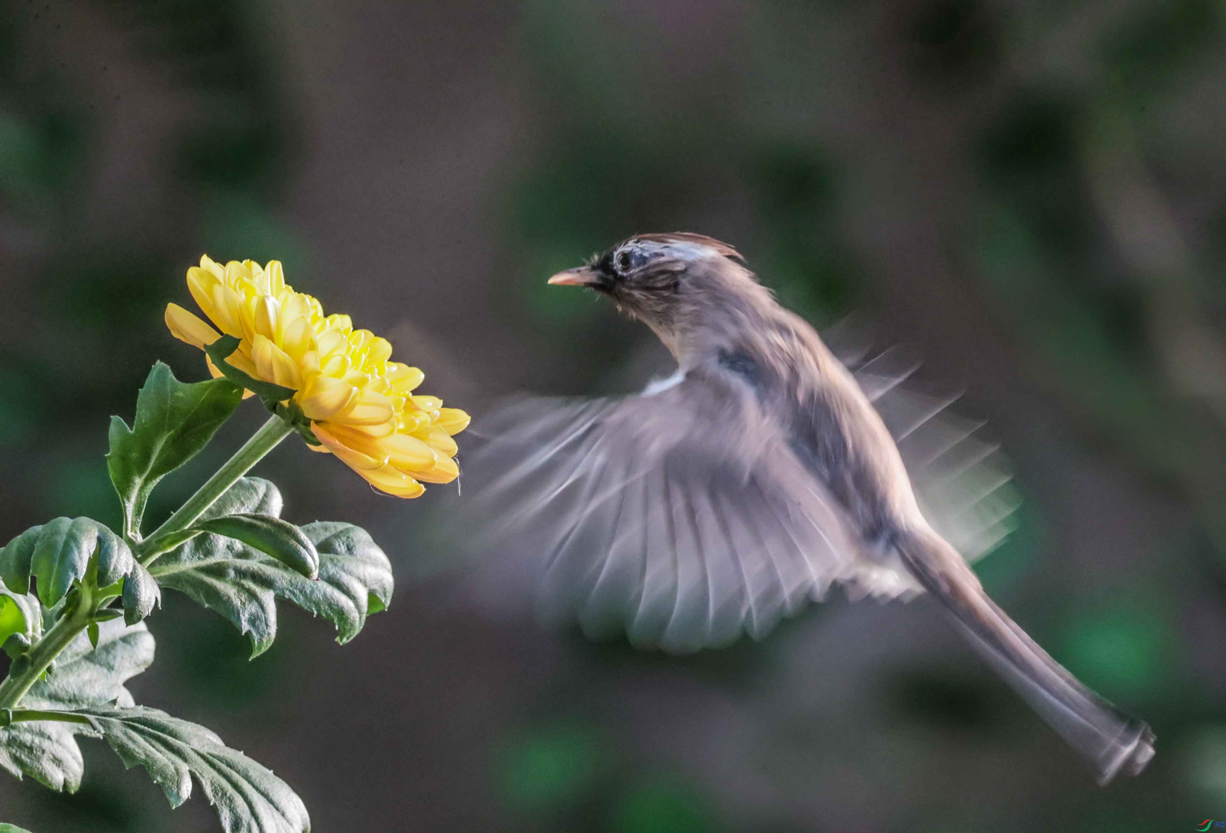 ����ʳ������5.jpg