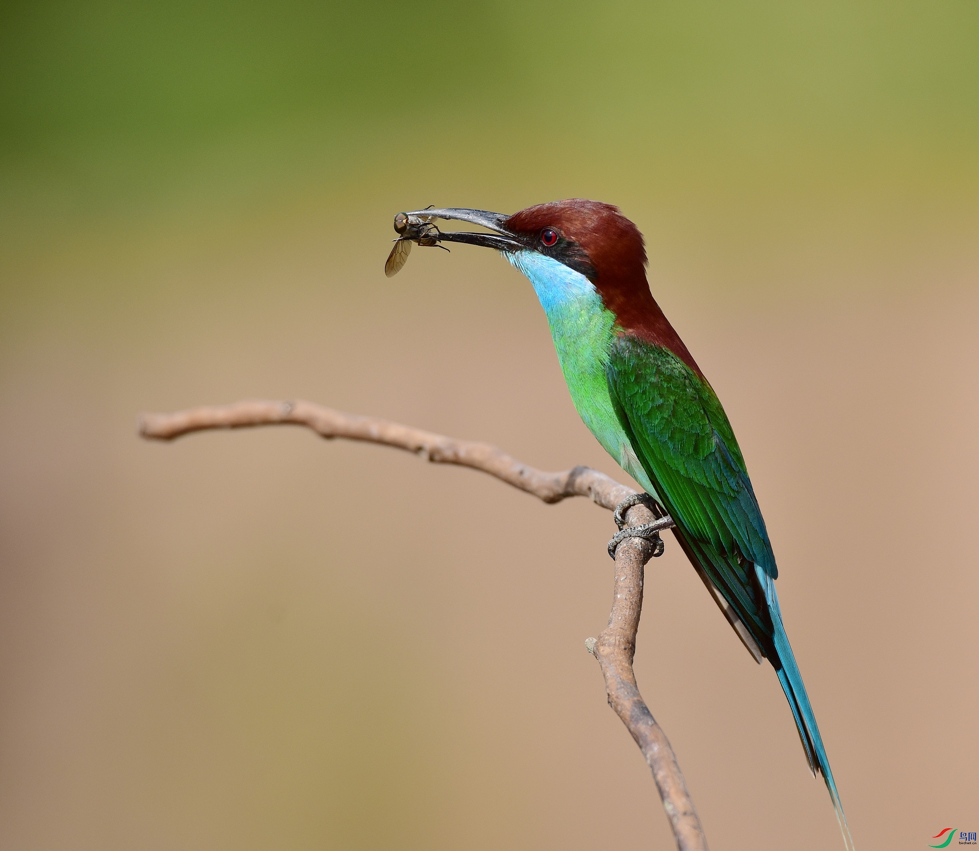 D8I_8584.jpg