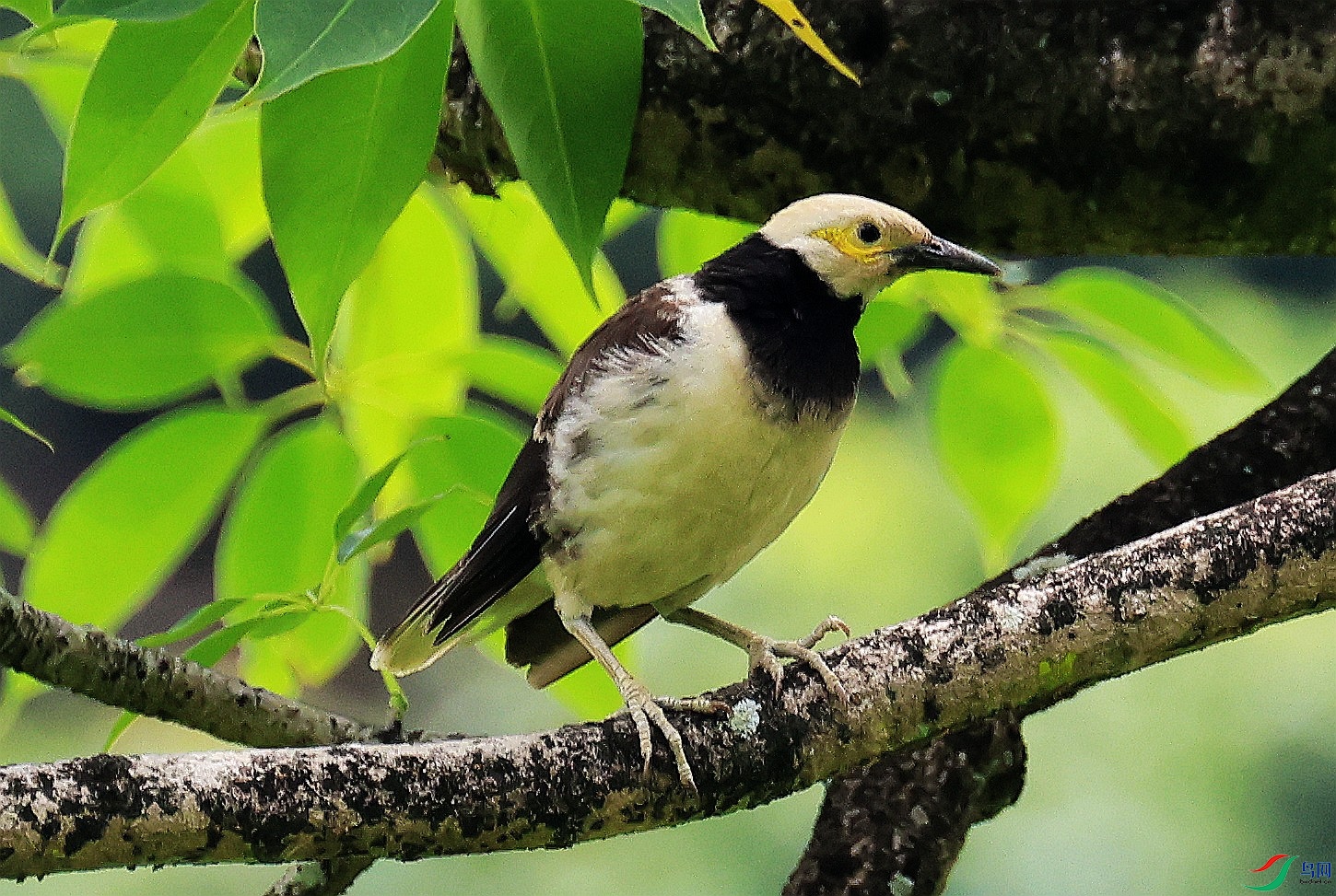 ��Ƥ����ɫ