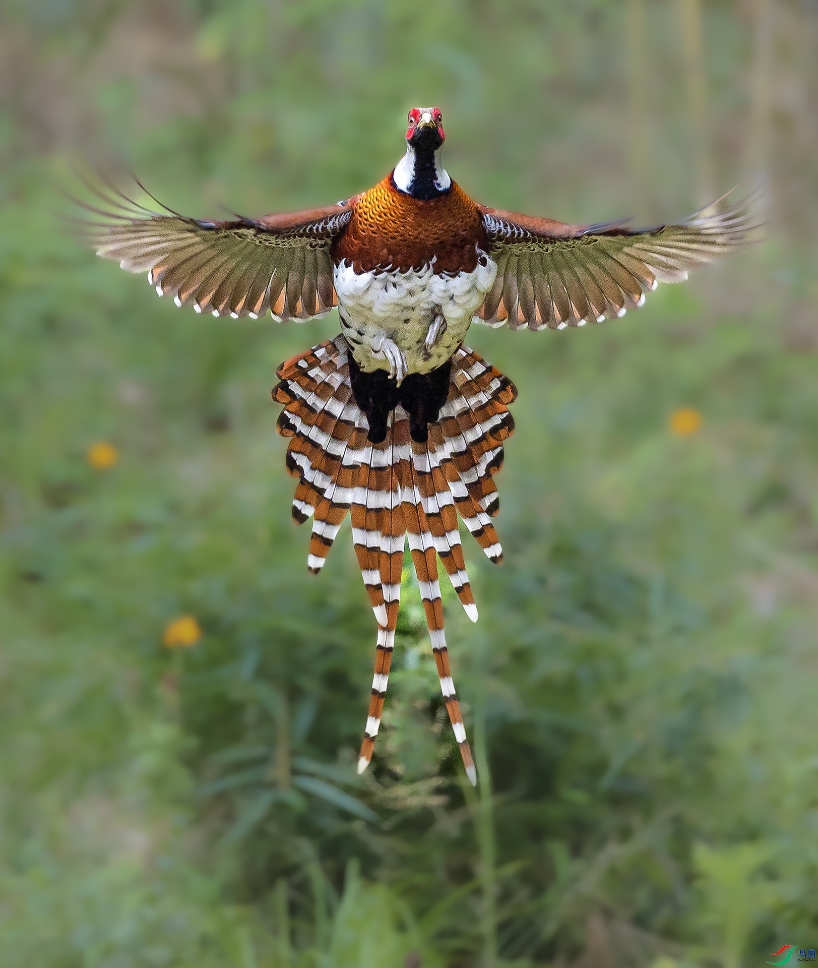 �׾���β��