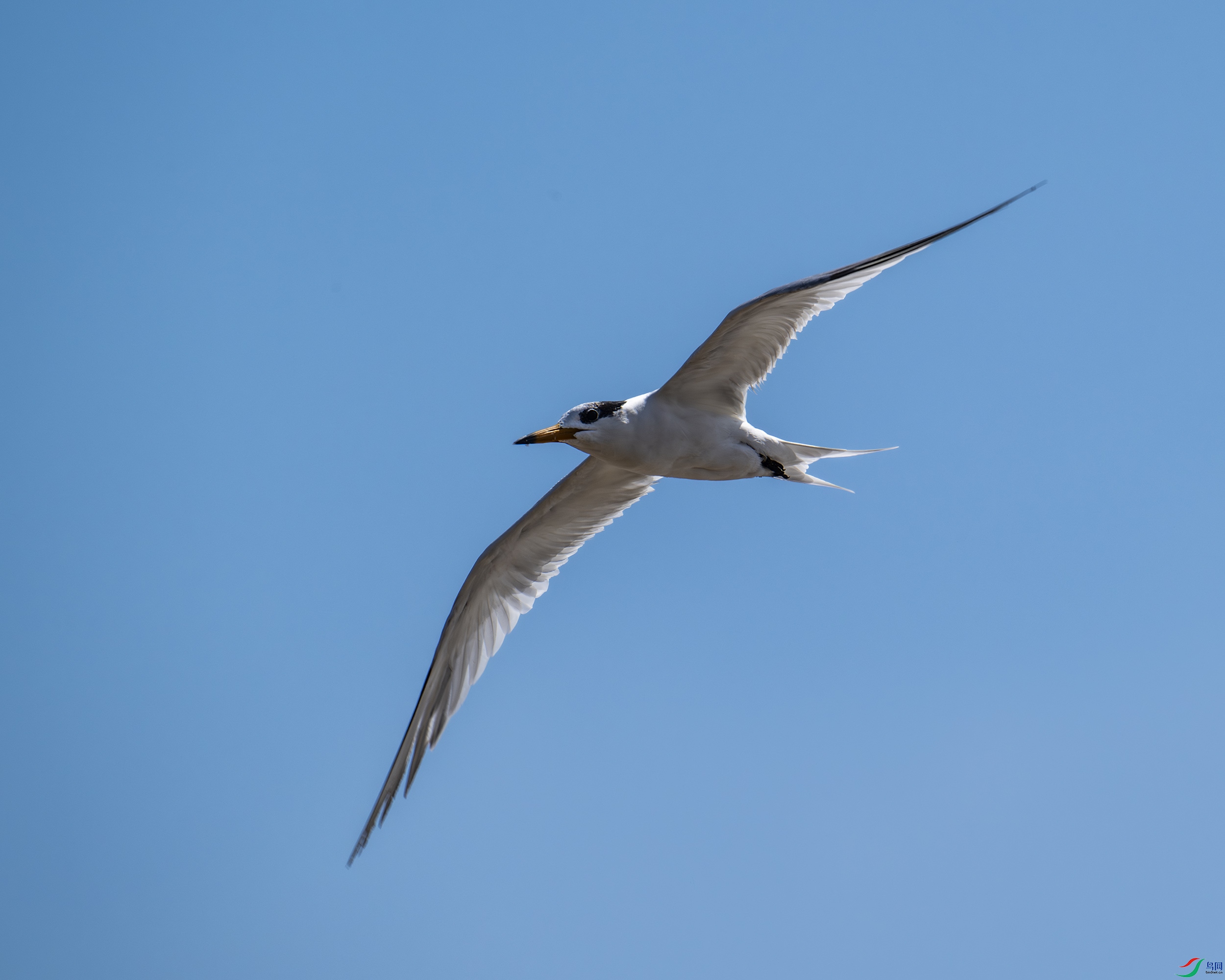 DSC_5826-����ǿ-NR.jpg