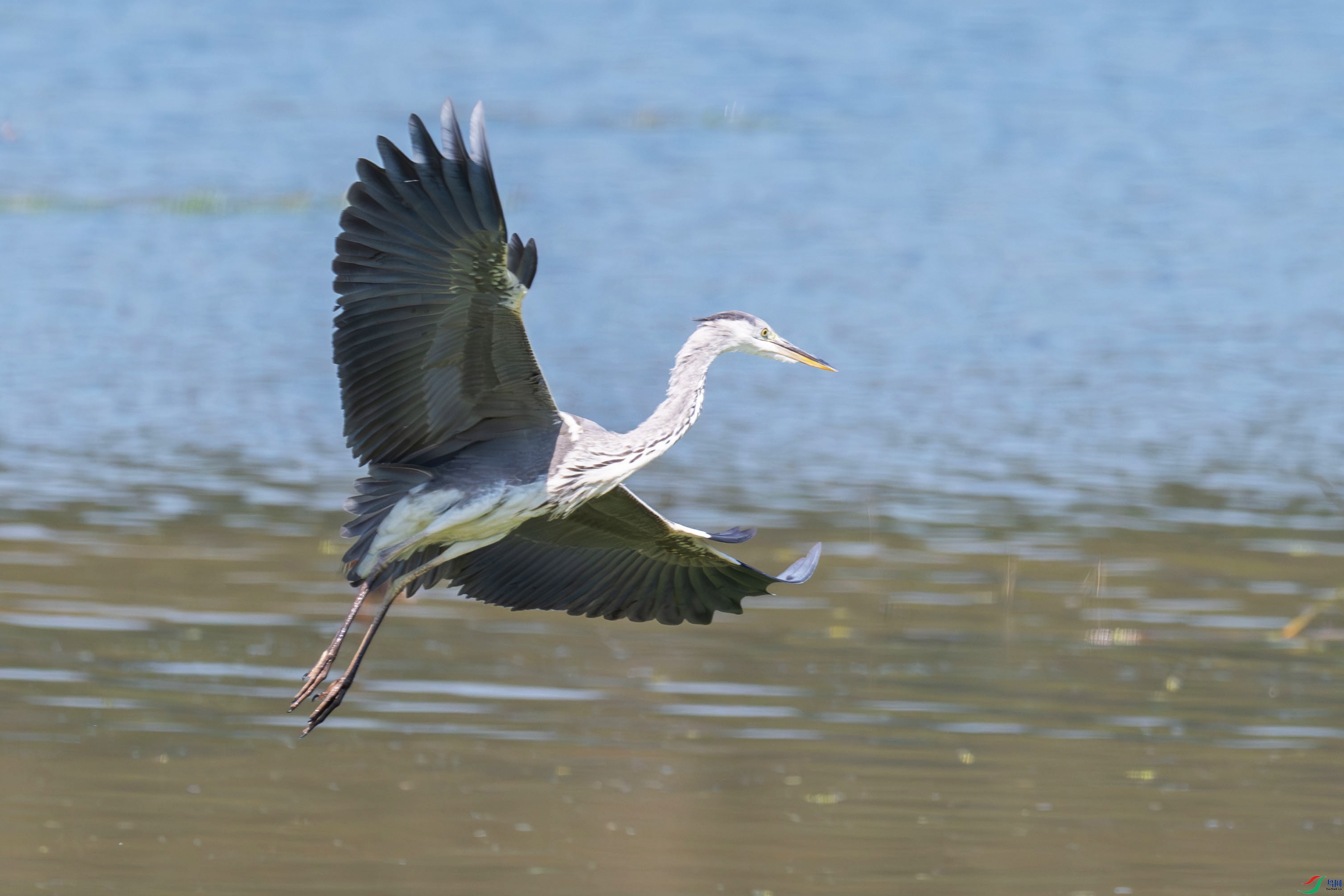DSC_7934.jpg