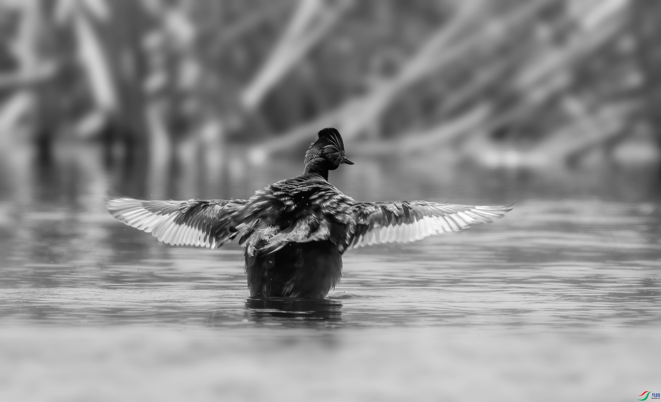 DSC00081 ����.jpg