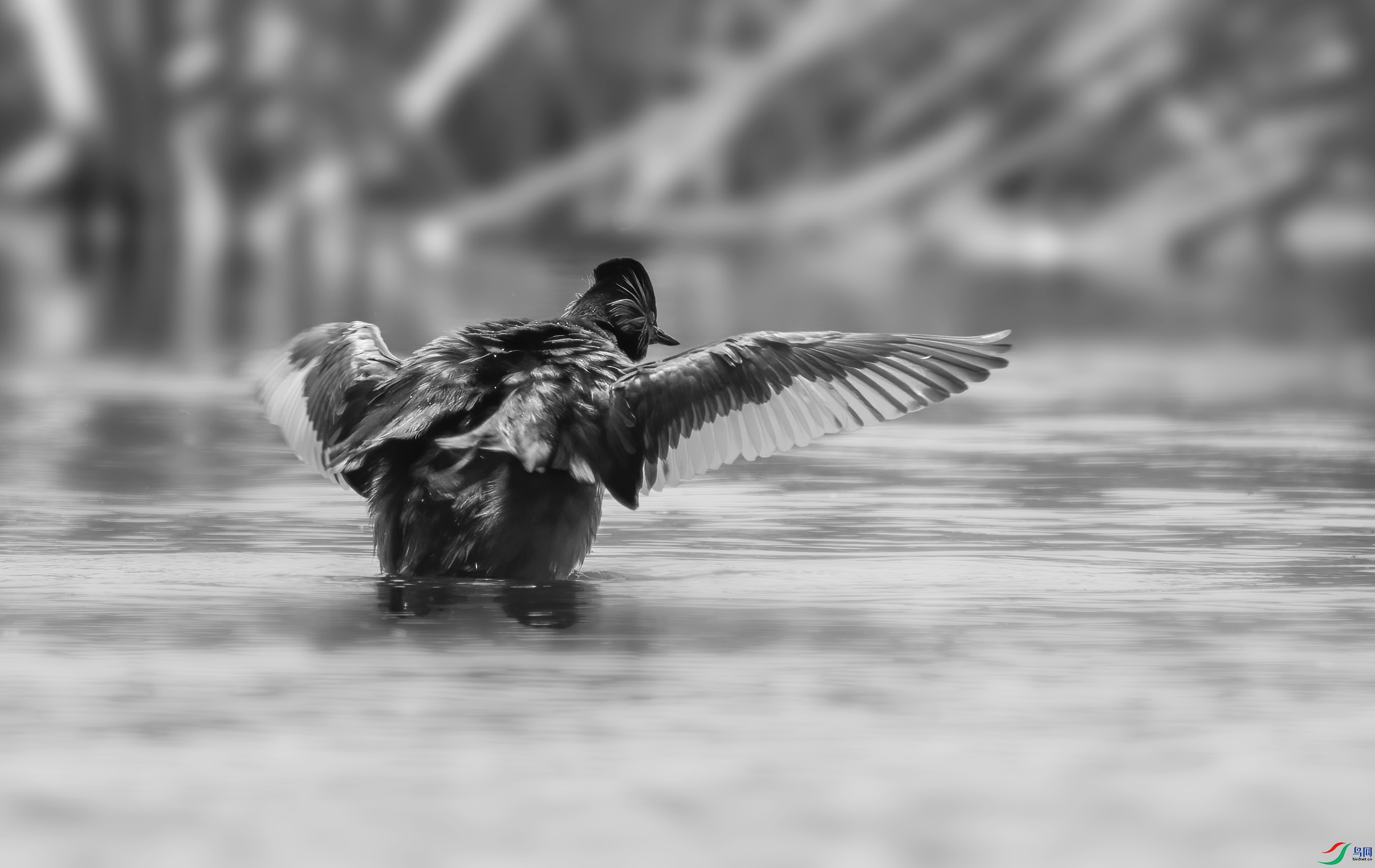 DSC00082 ����.jpg