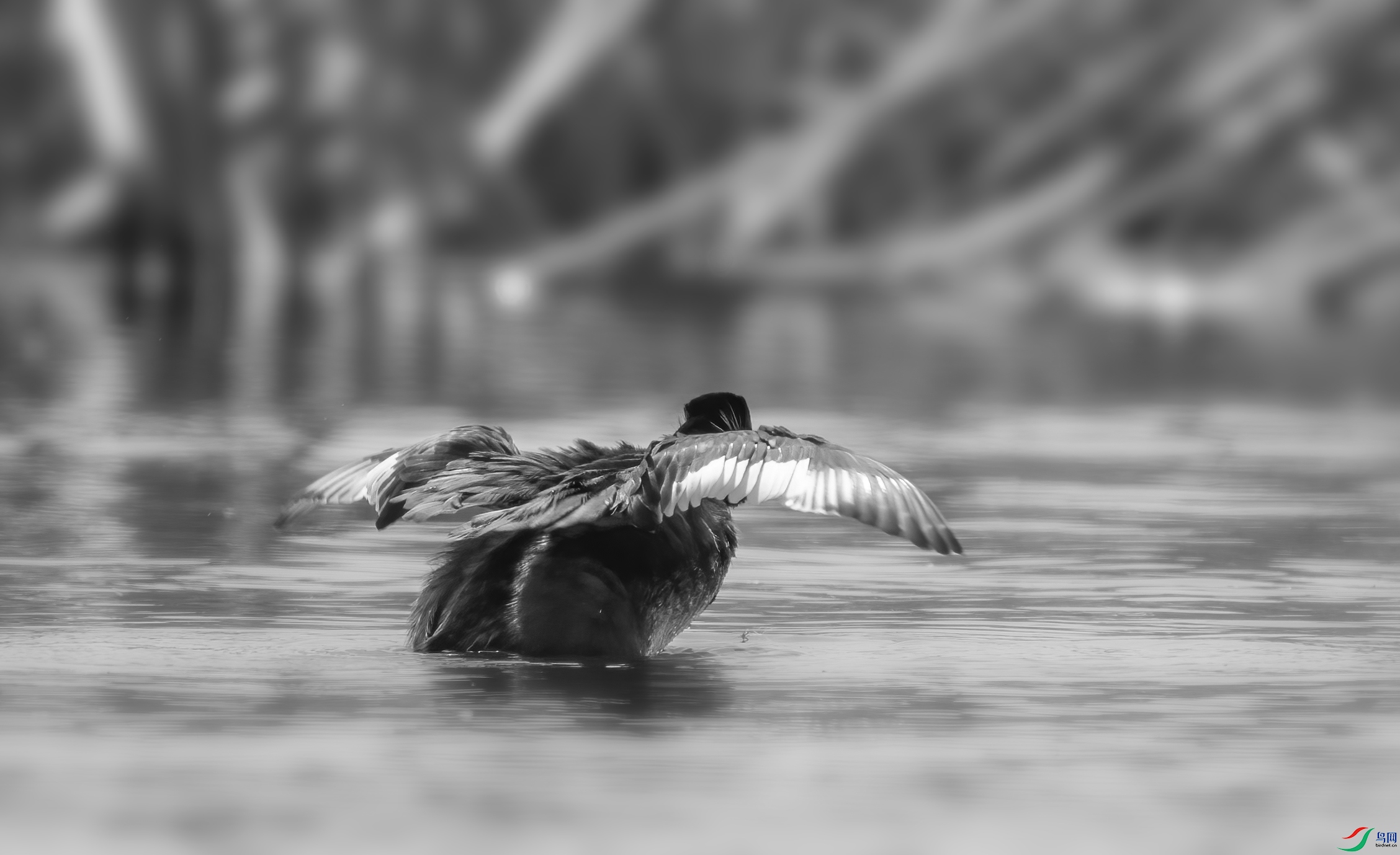 DSC00083 ����.jpg