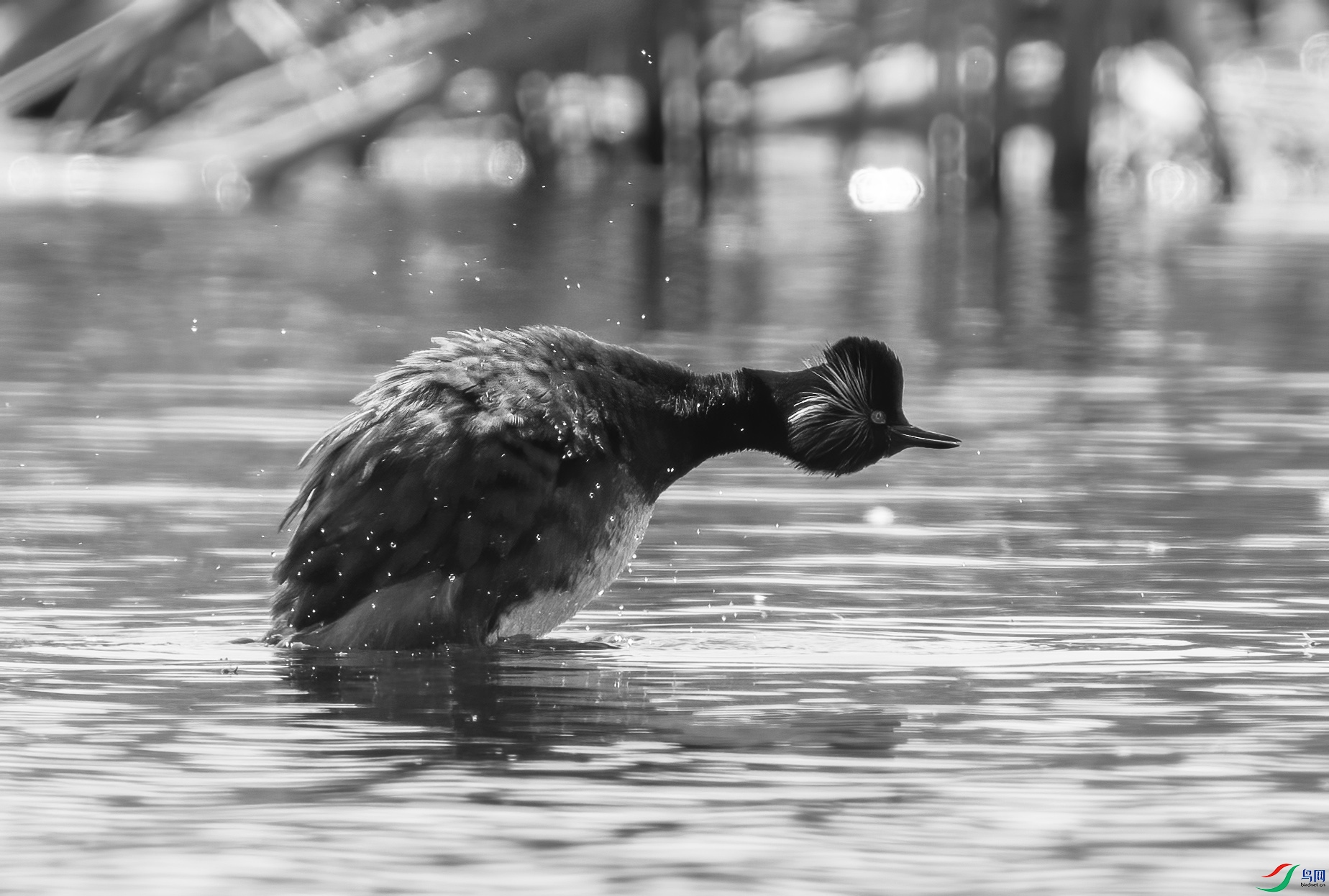 DSC00086 ����.jpg