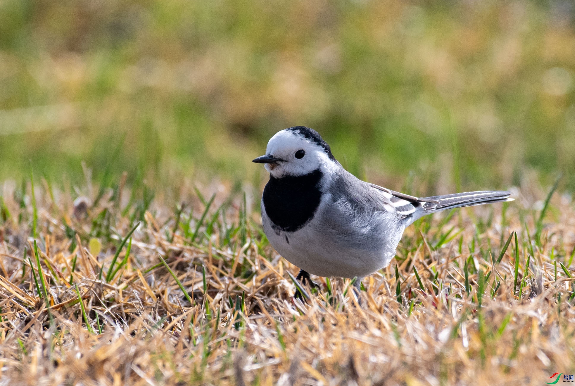 DSC_1393_1.jpg