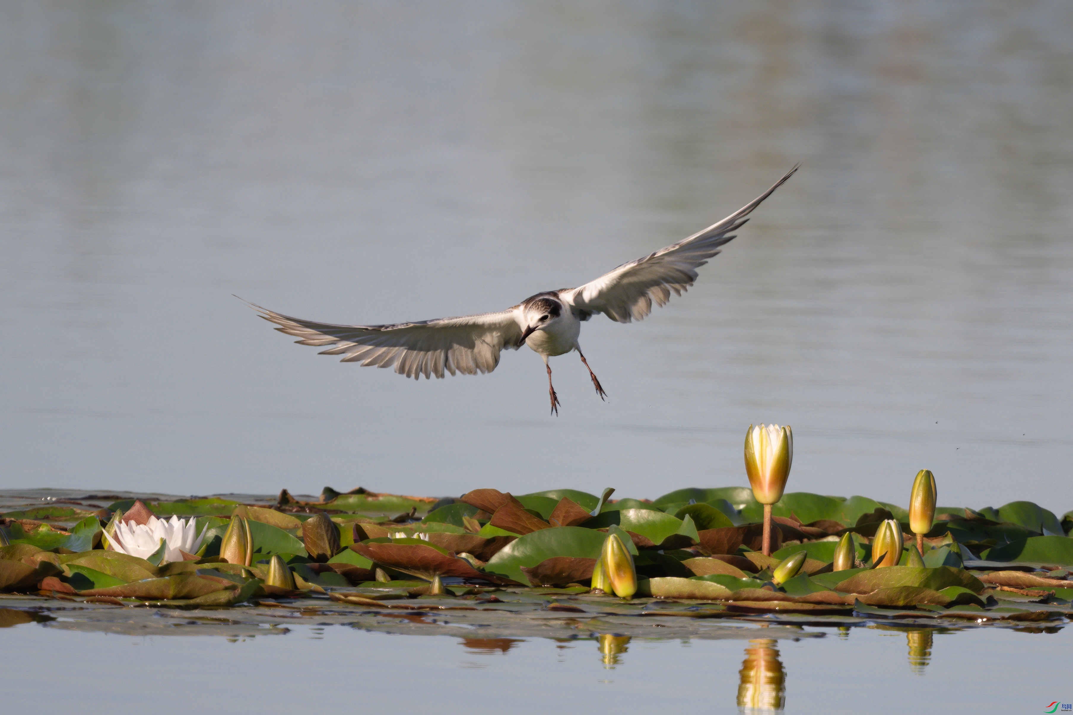 DSC_1635sen2024-9-15-7-�༭.jpg