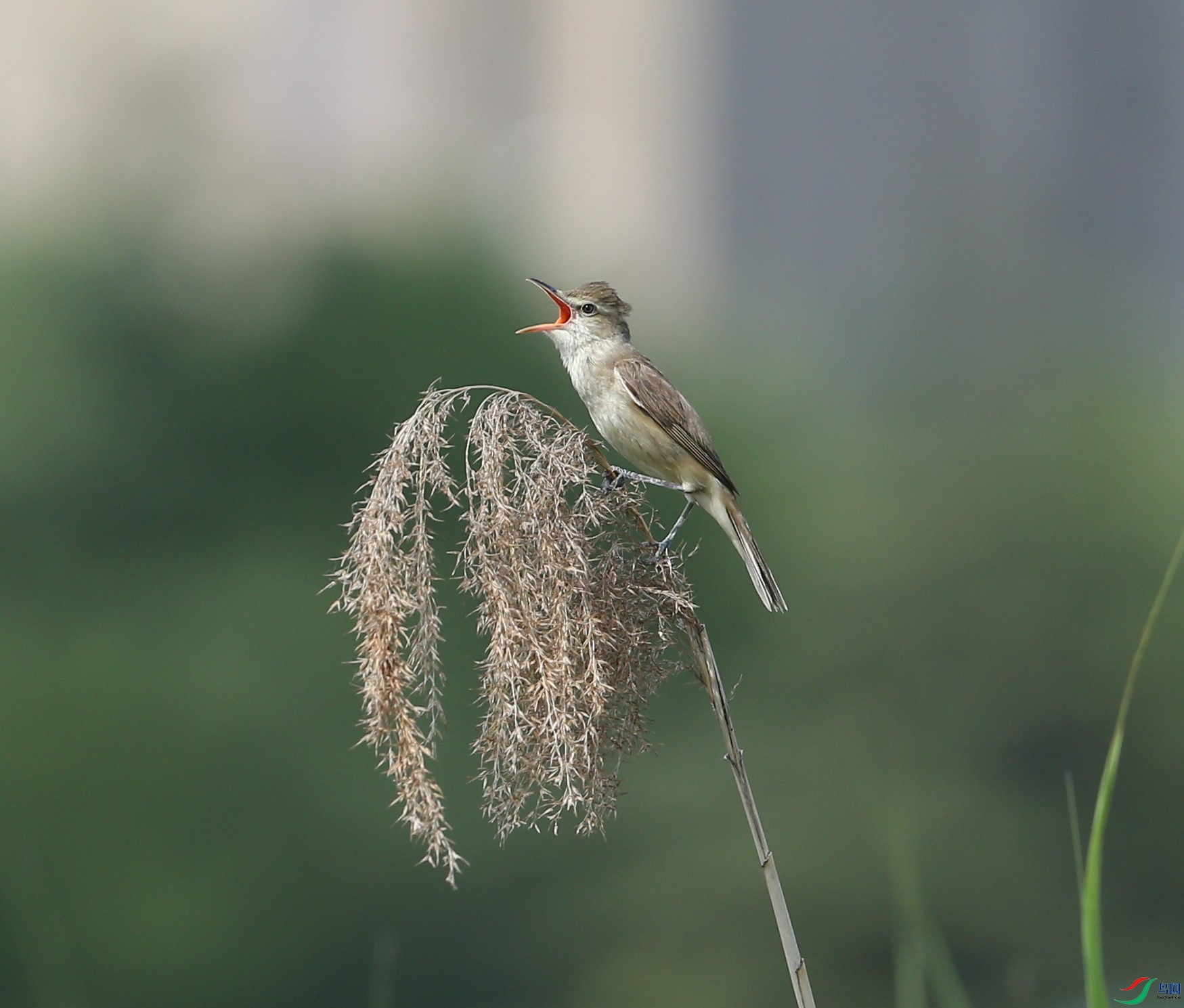 D89P6903.JPG