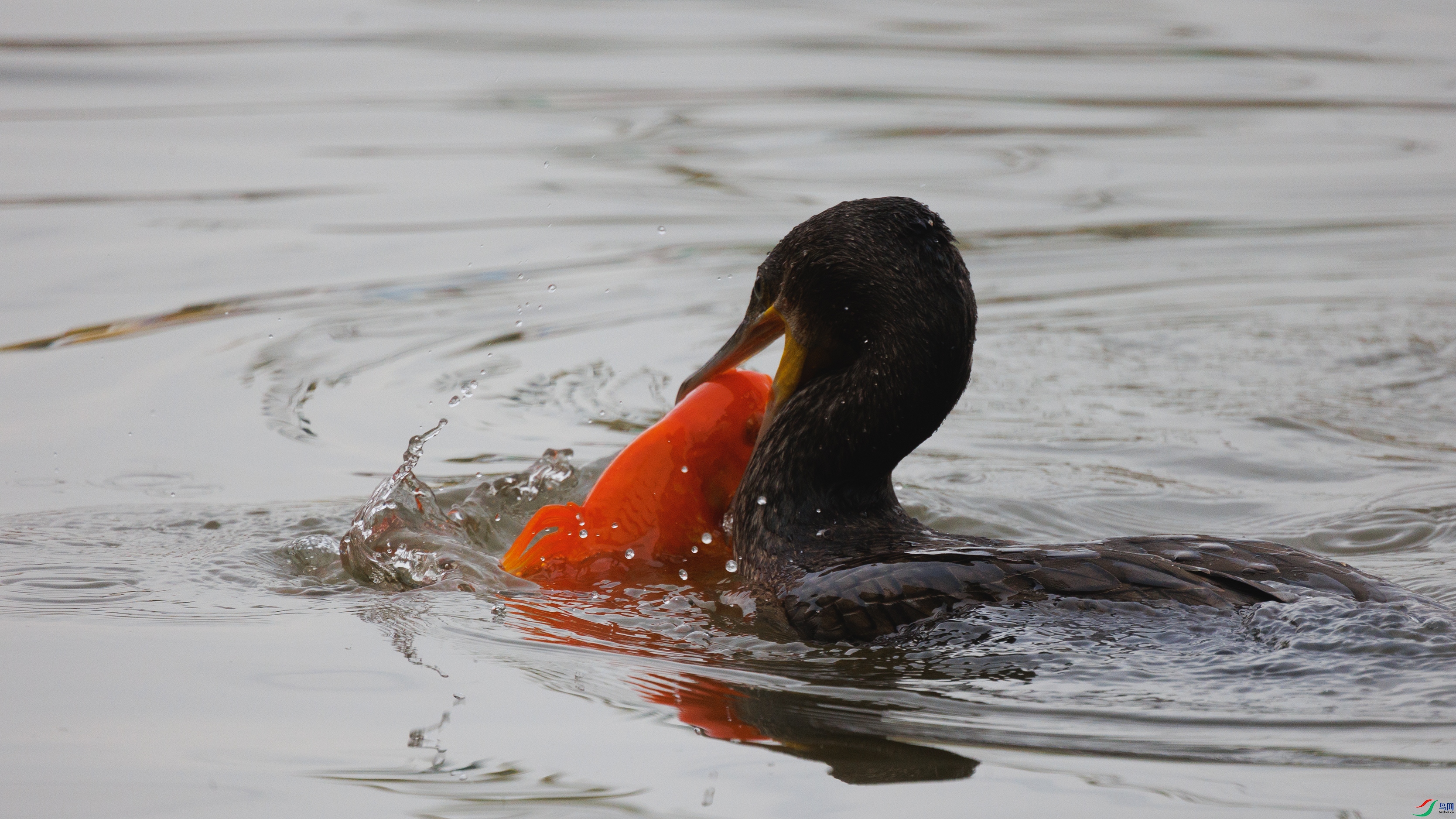 381A2359 ����777.jpg