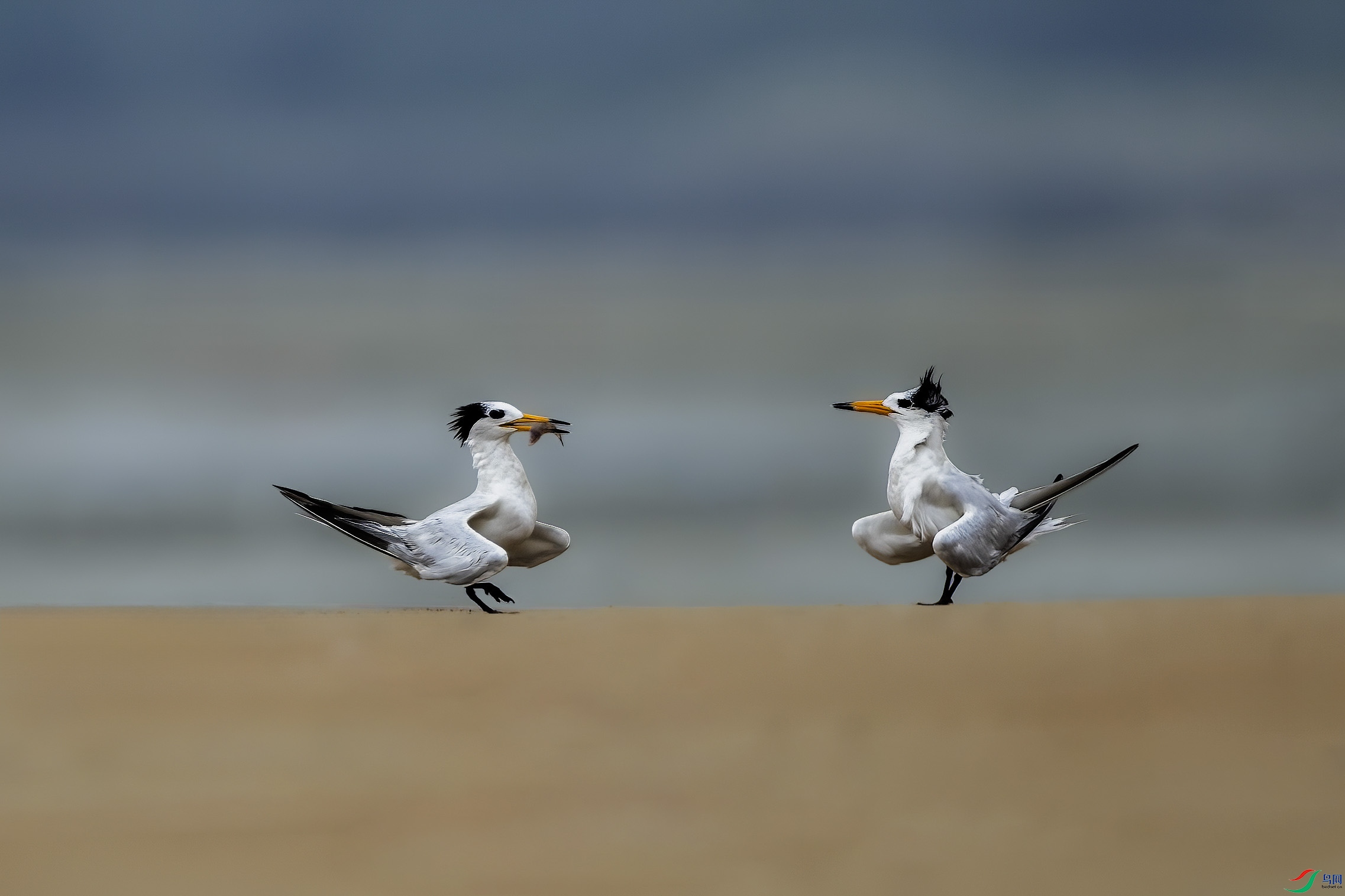 �л���ͷ��Ÿ