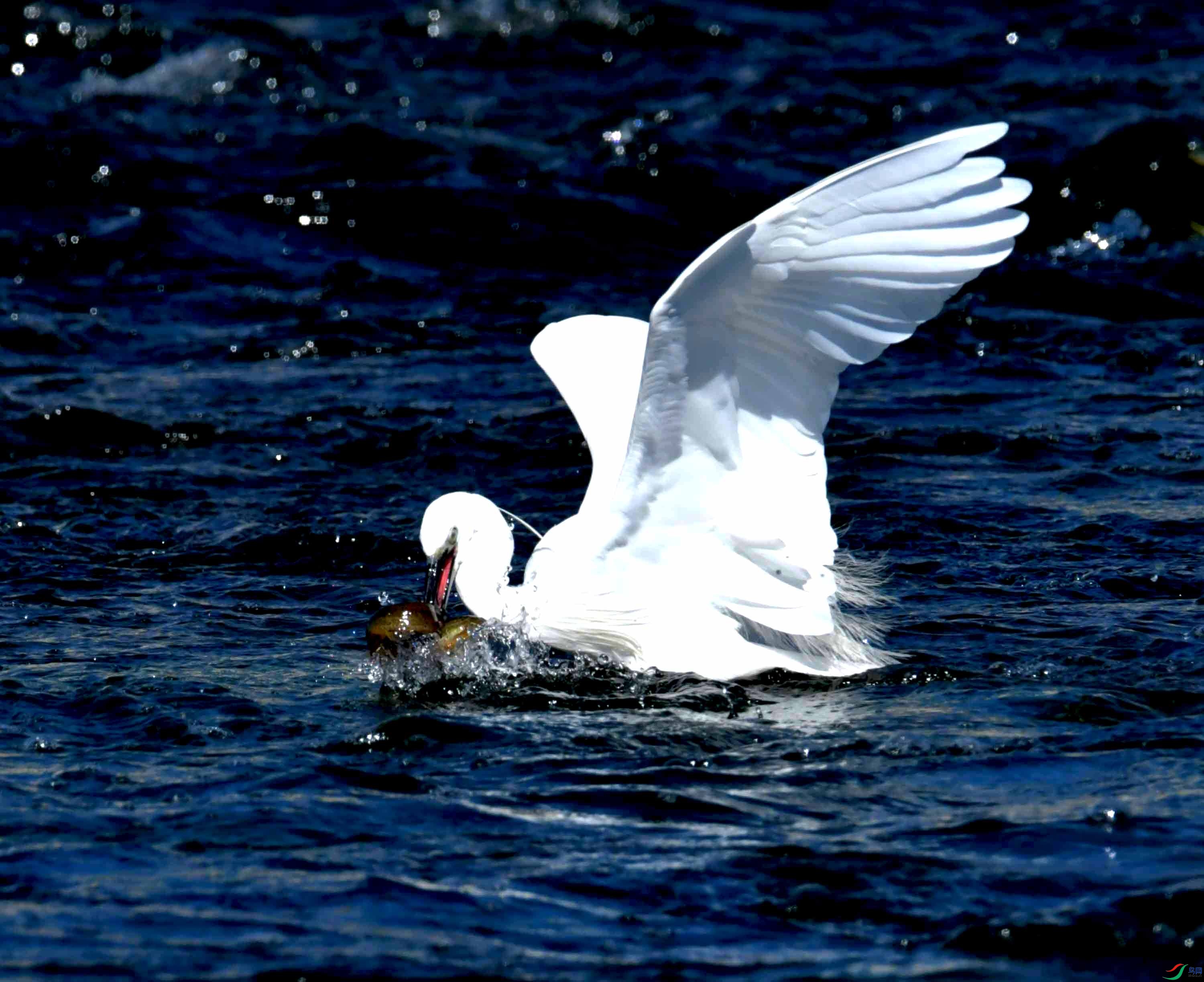 DSC_4395.JPG