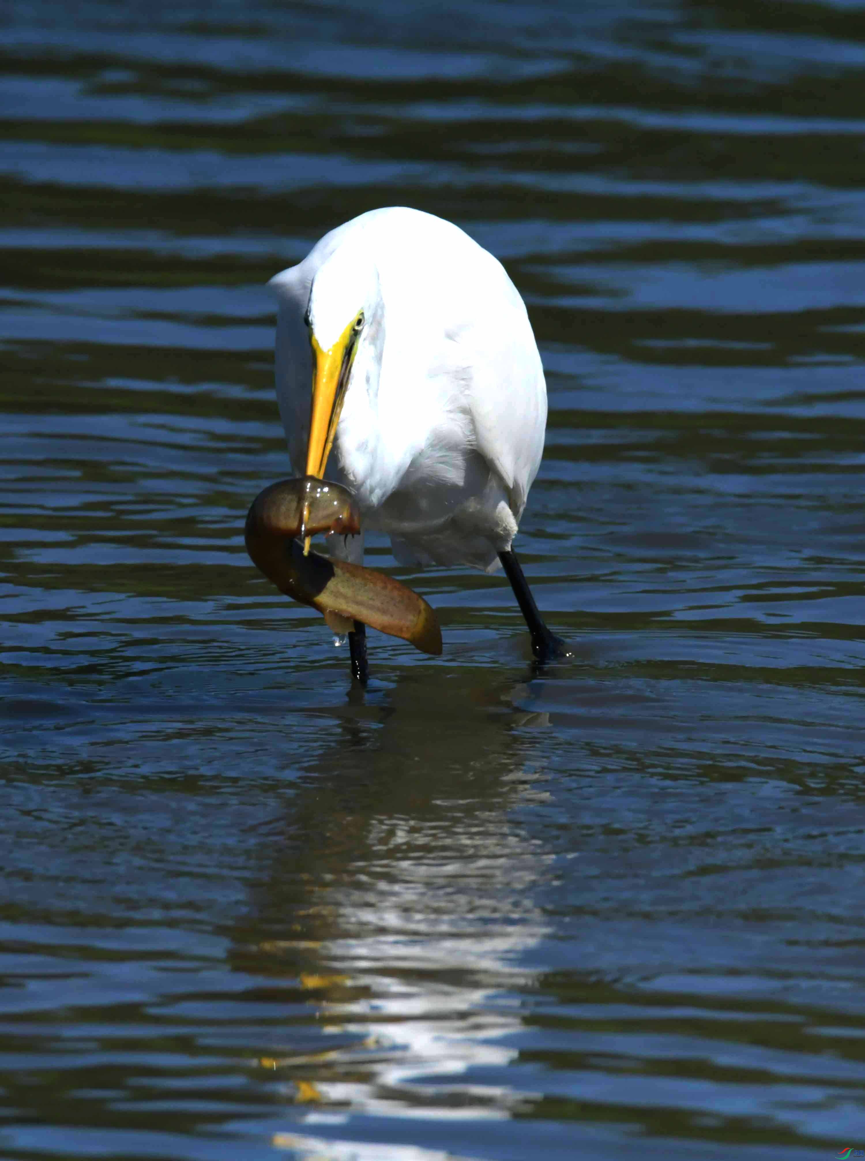 DSC_4459.JPG
