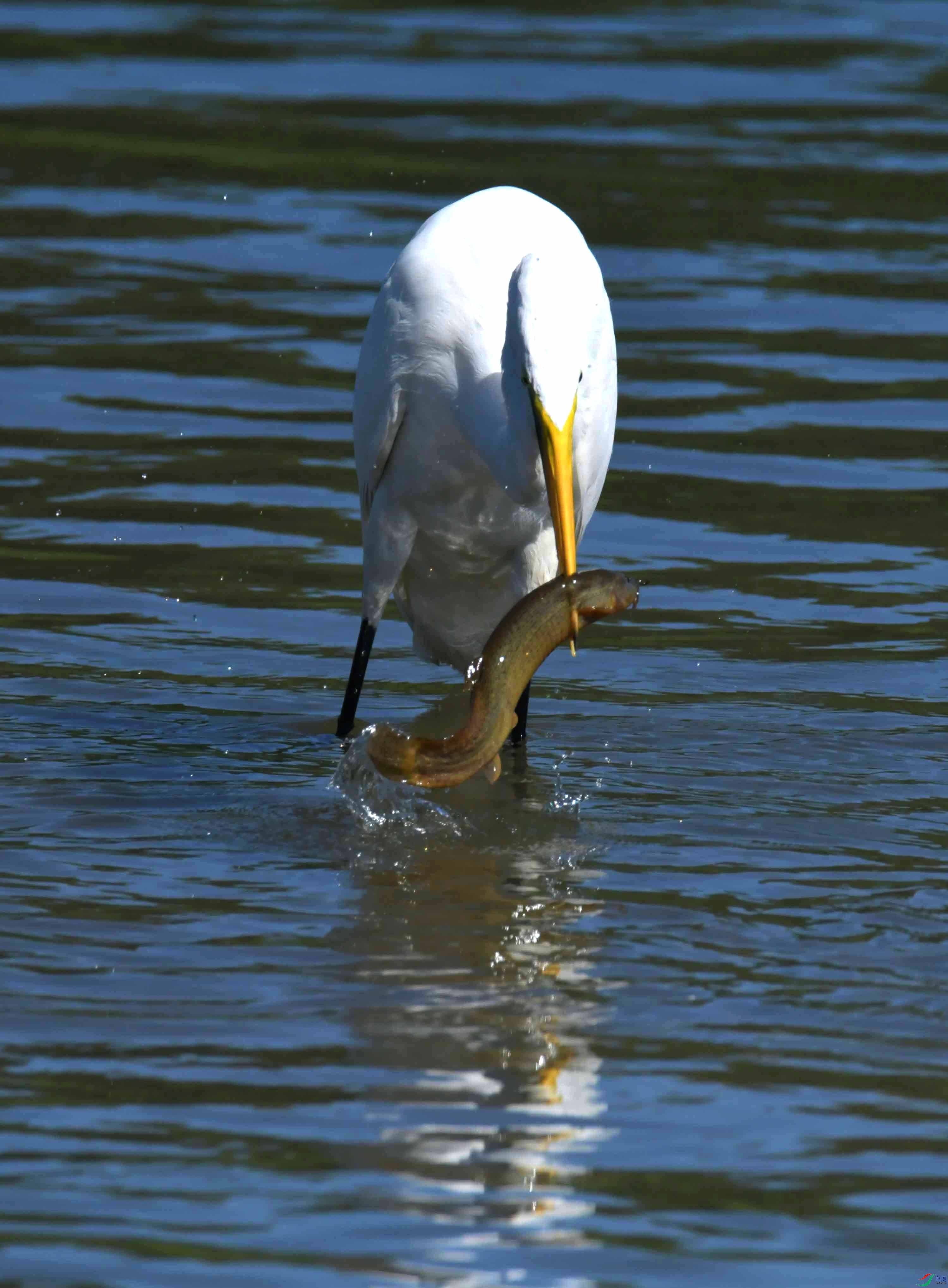 DSC_4481.JPG
