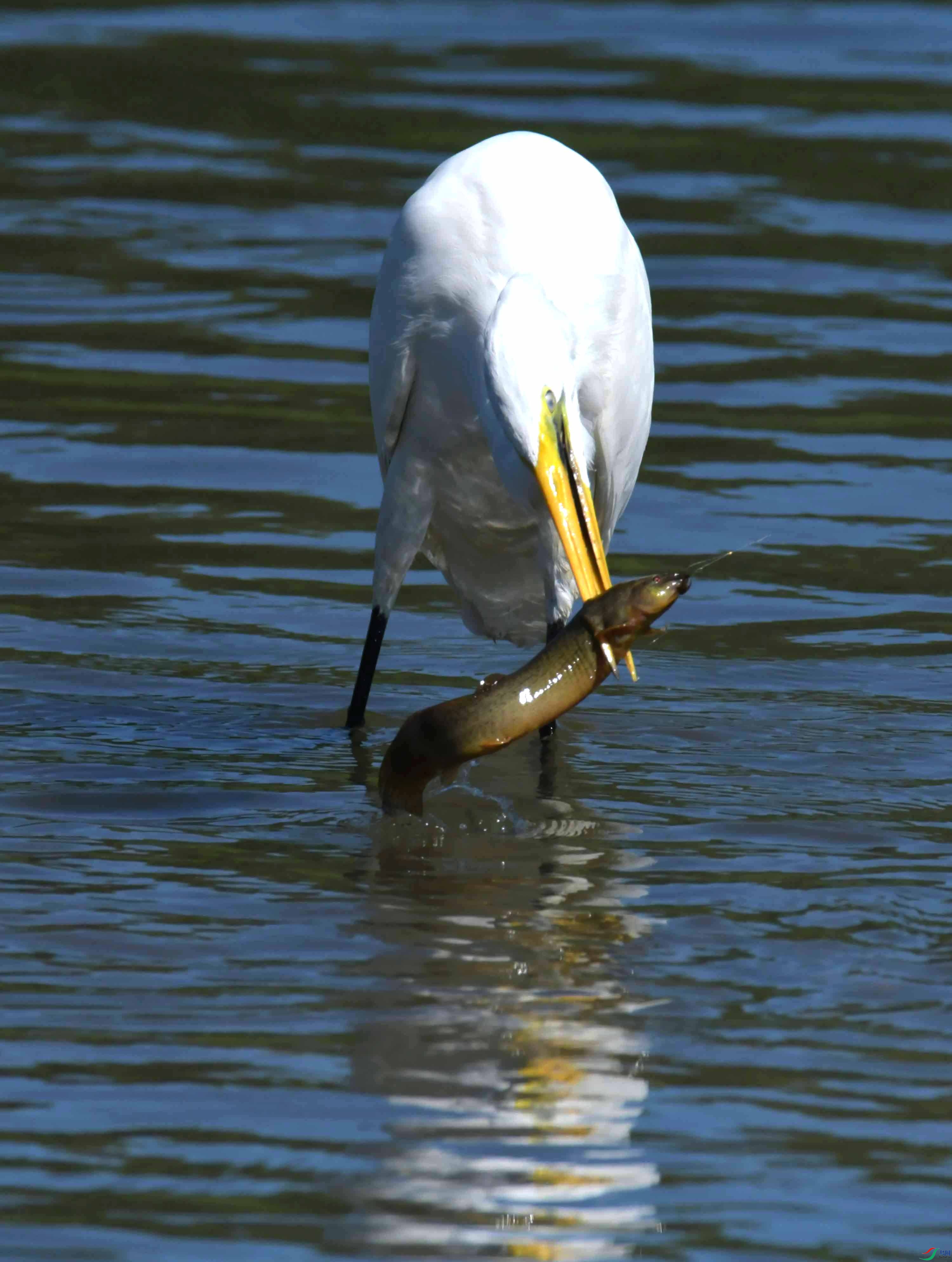 DSC_4480.JPG