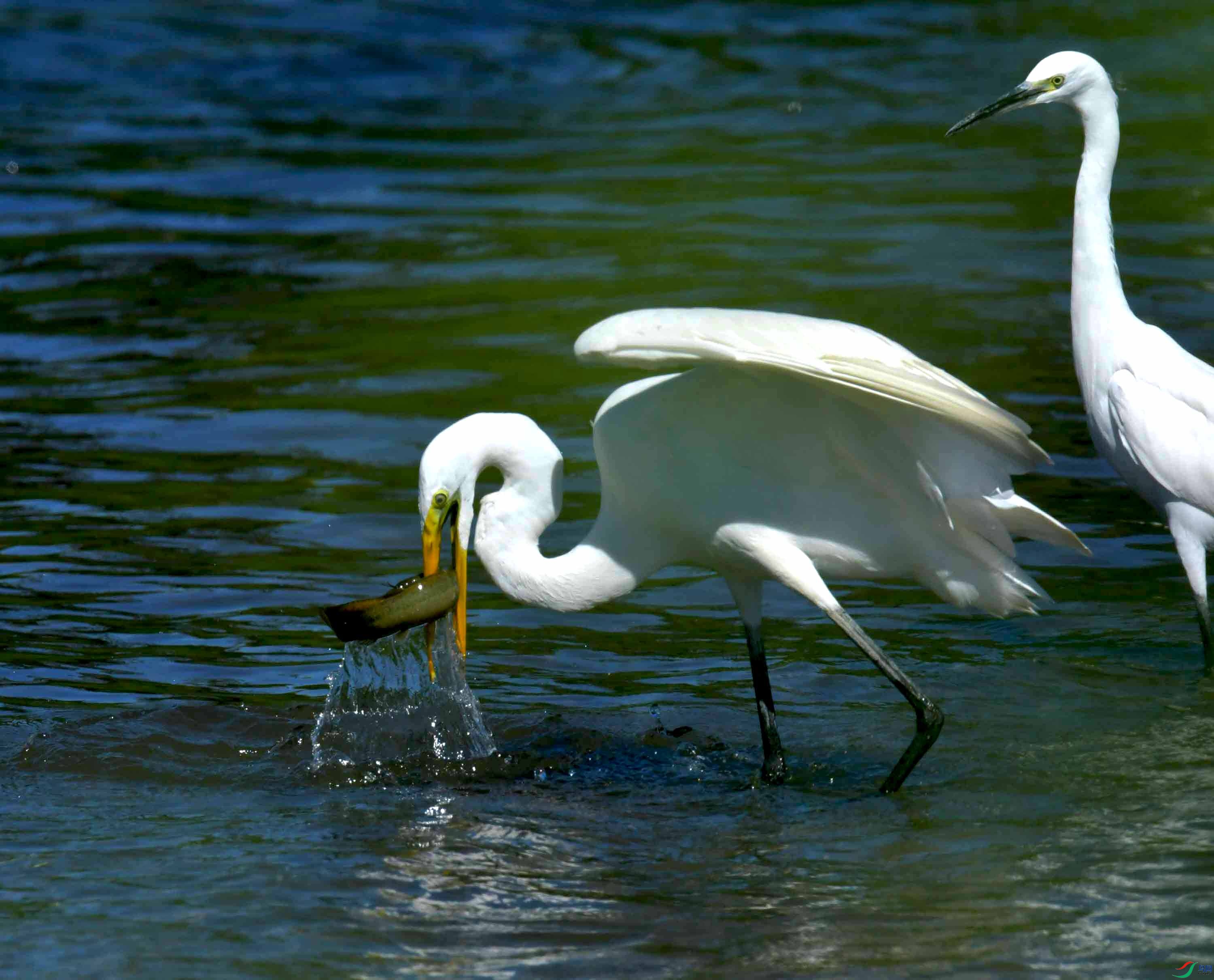 DSC_4538.JPG