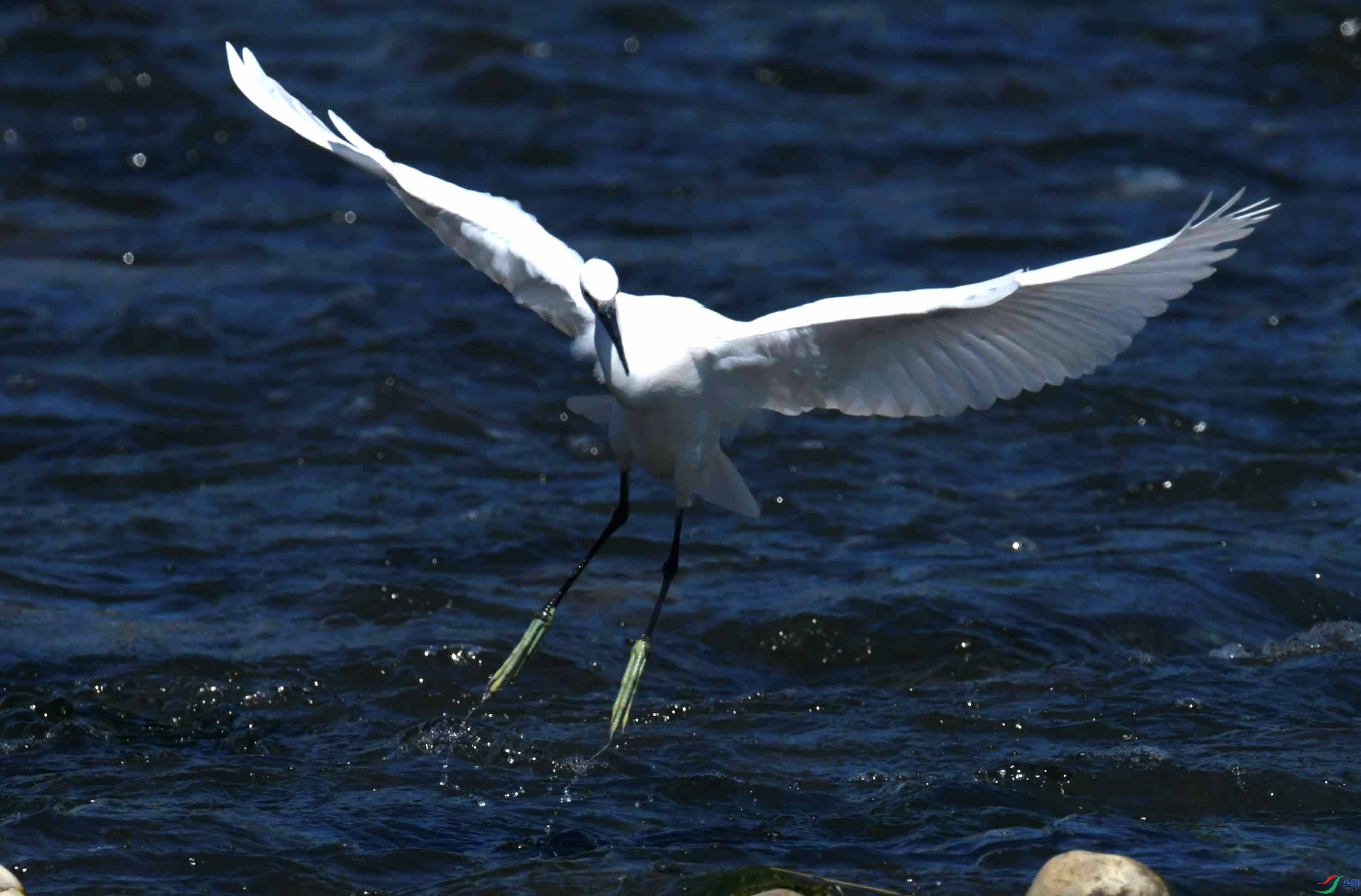 DSC_4546.JPG