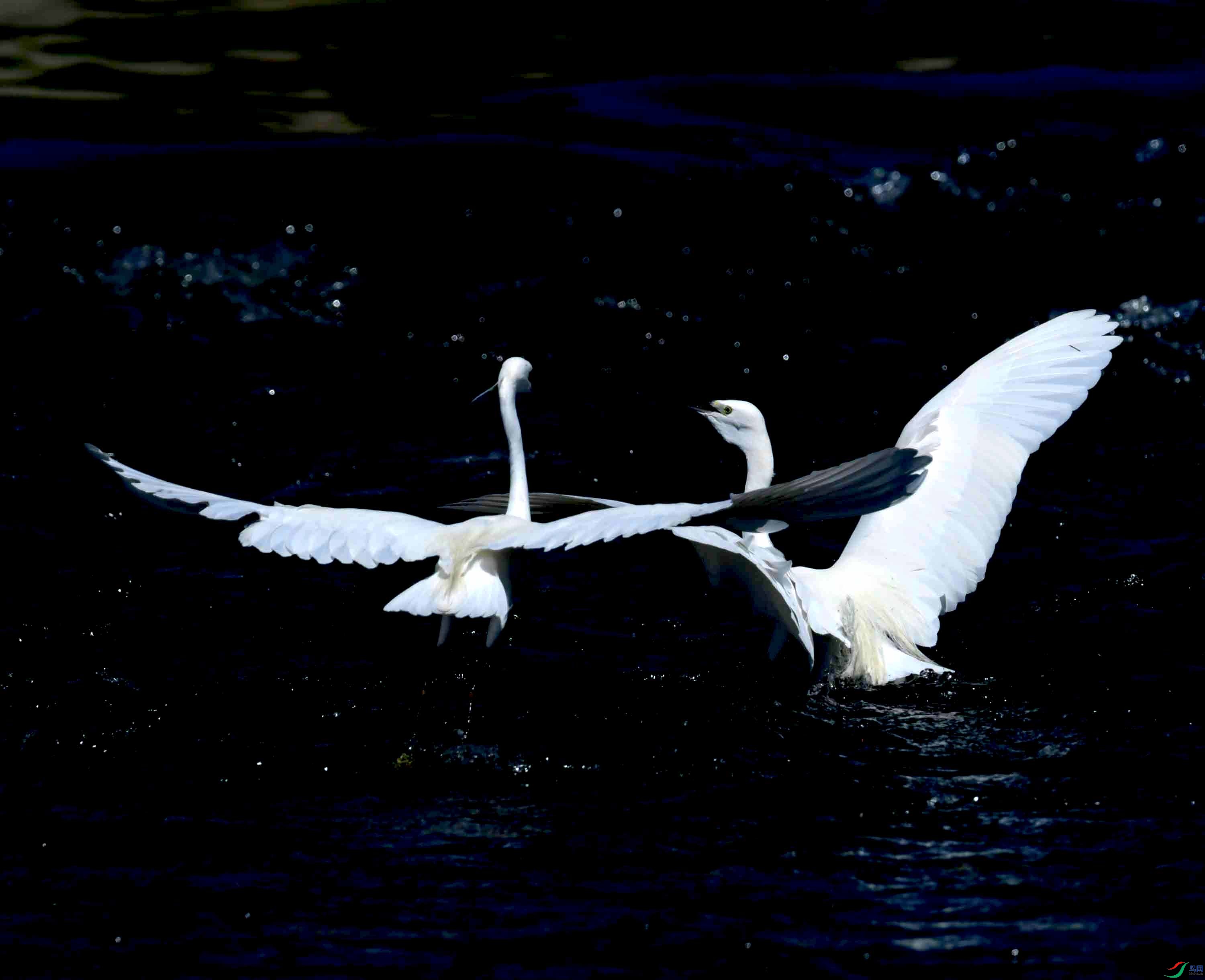 DSC_4560.JPG