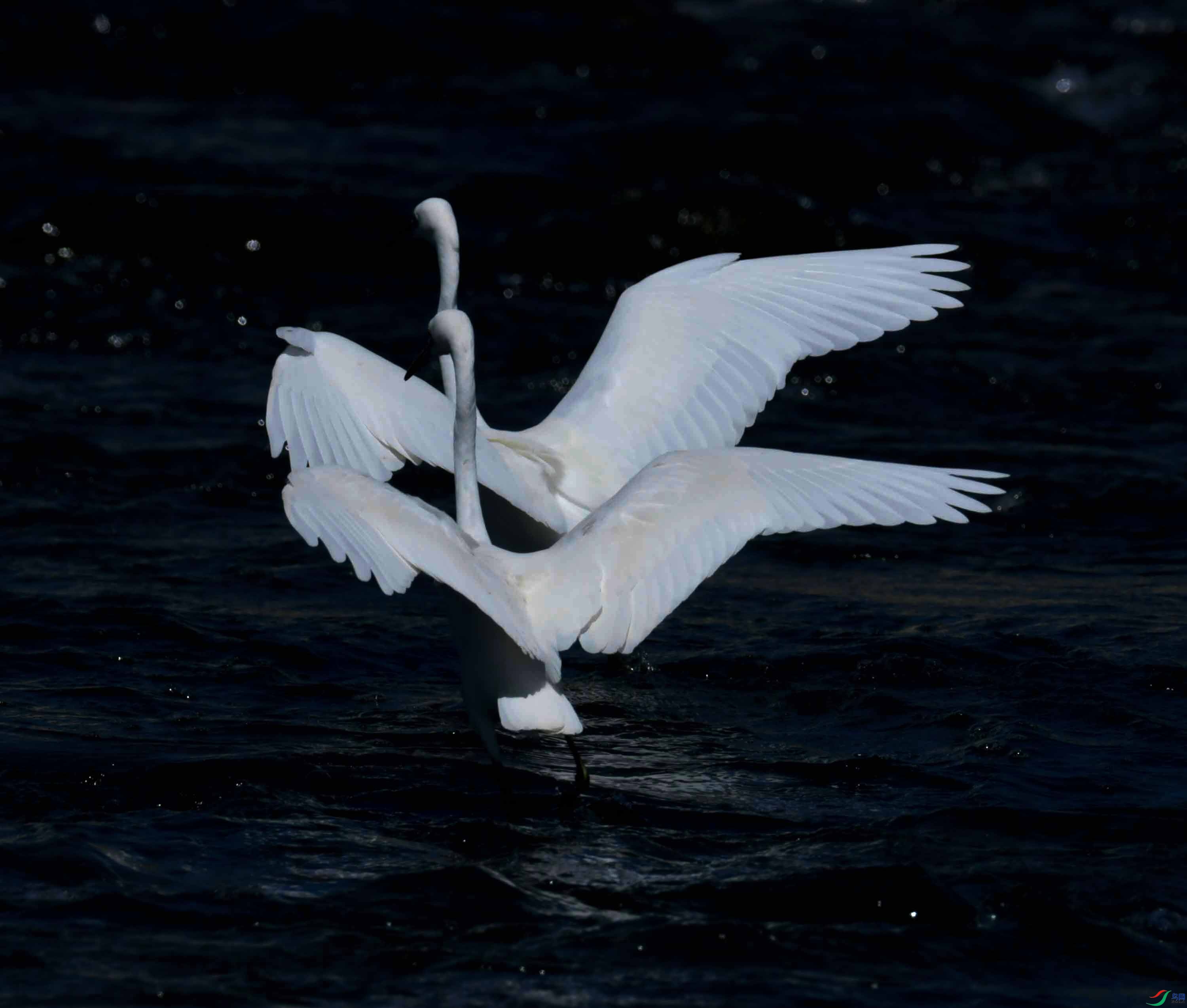 DSC_4647.JPG