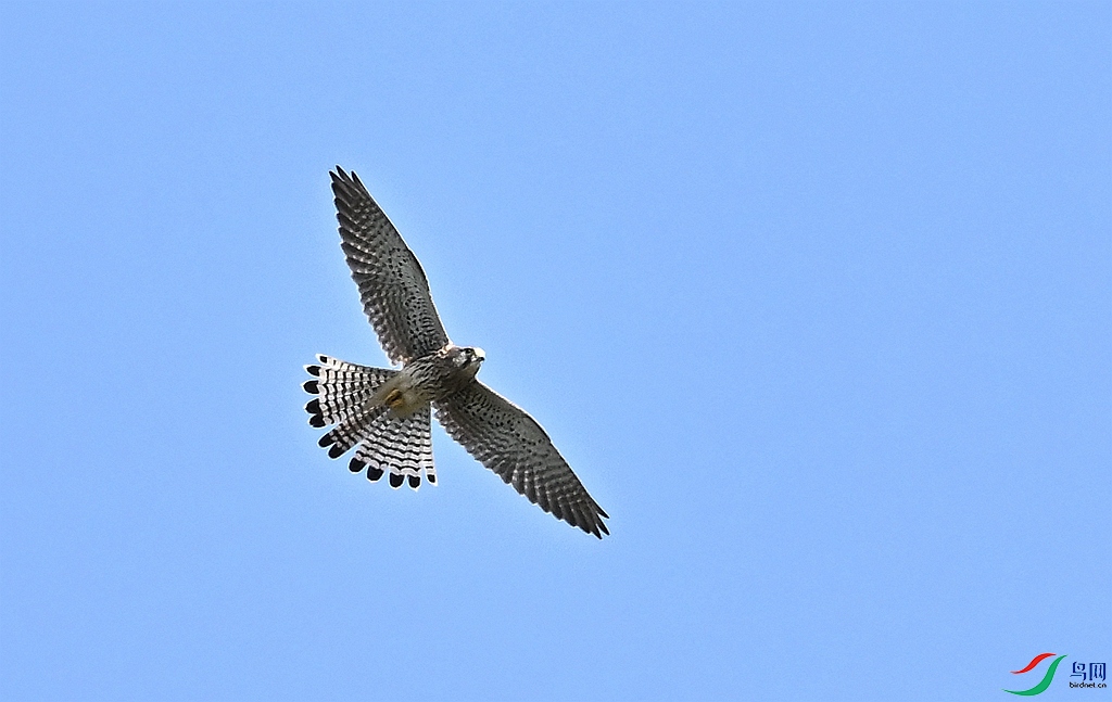 DSC_8494_����.jpg