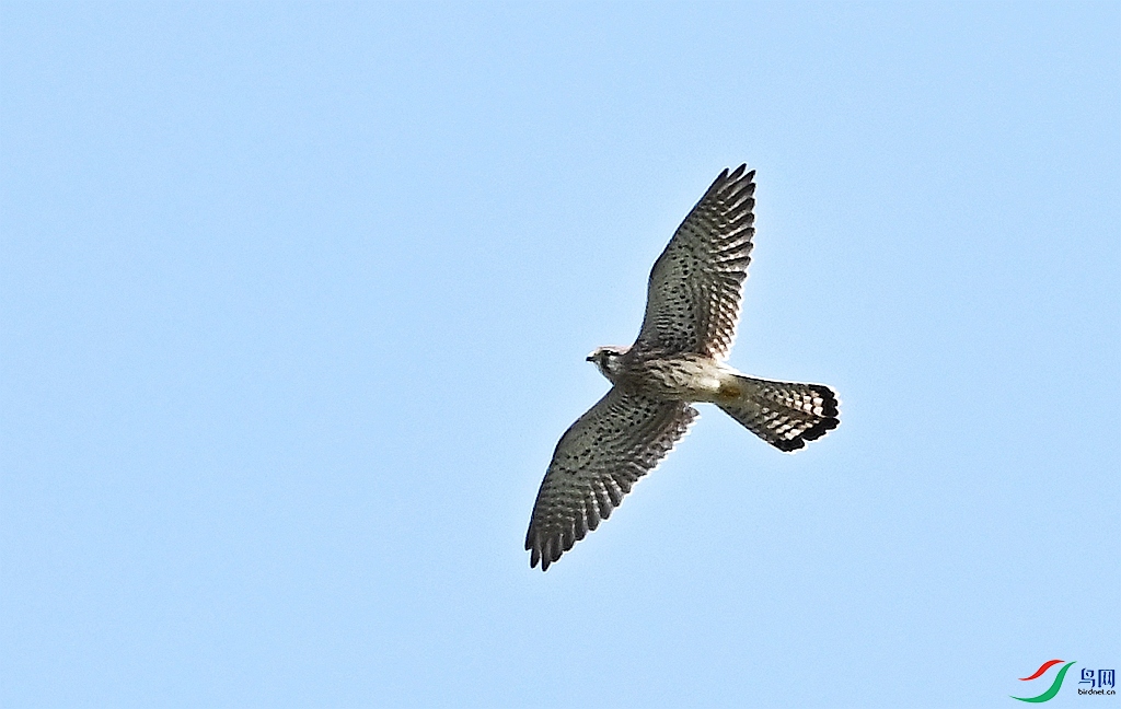 DSC_8519_����.jpg
