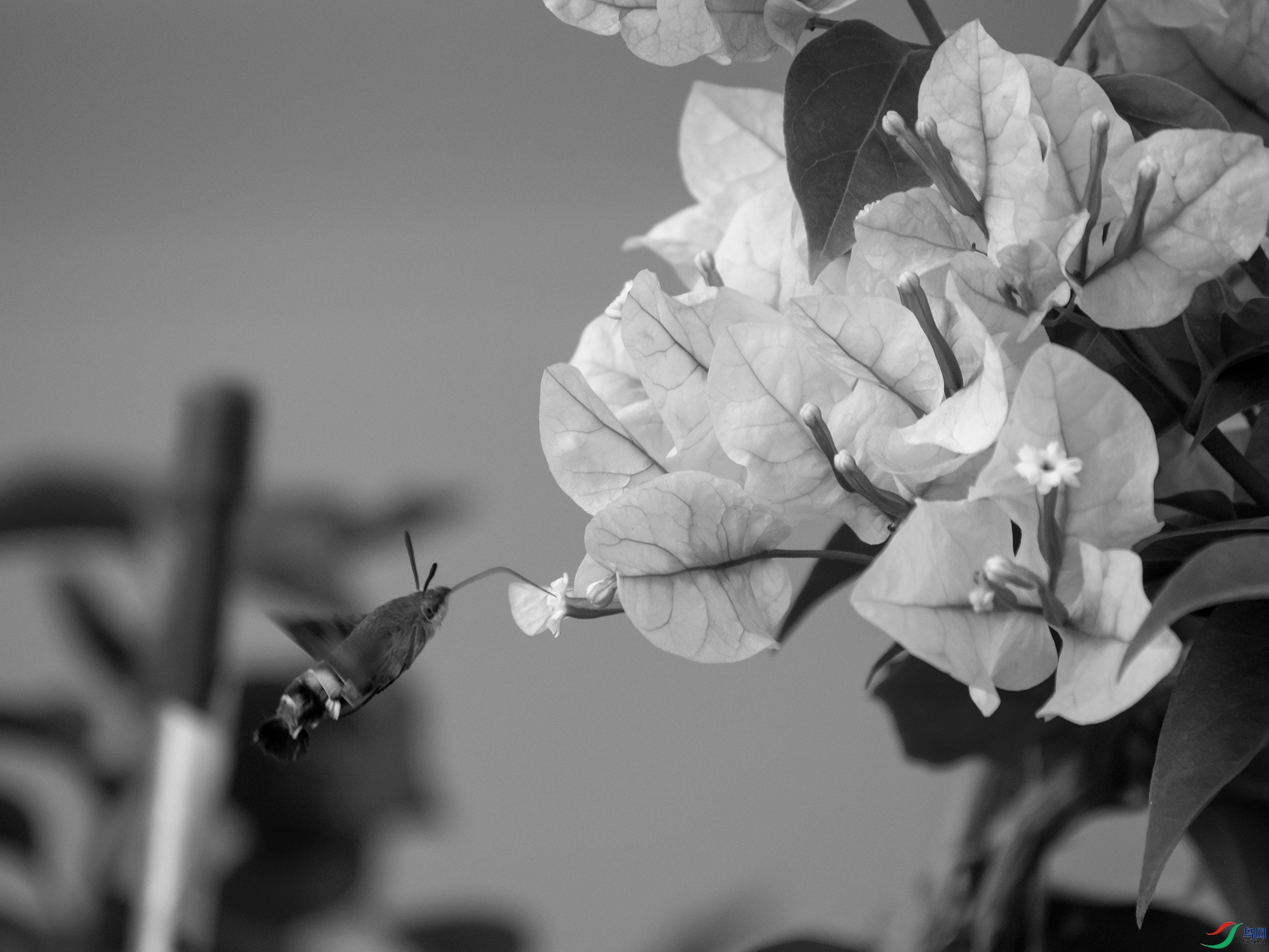 P9180461.jpg
