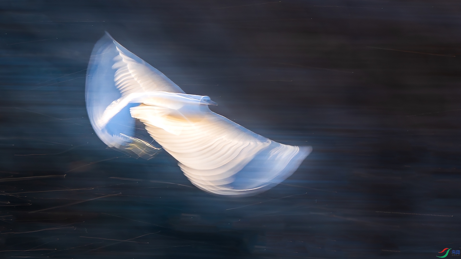 2XXL_6490-����ǿ-NR-1 ����-1.jpeg