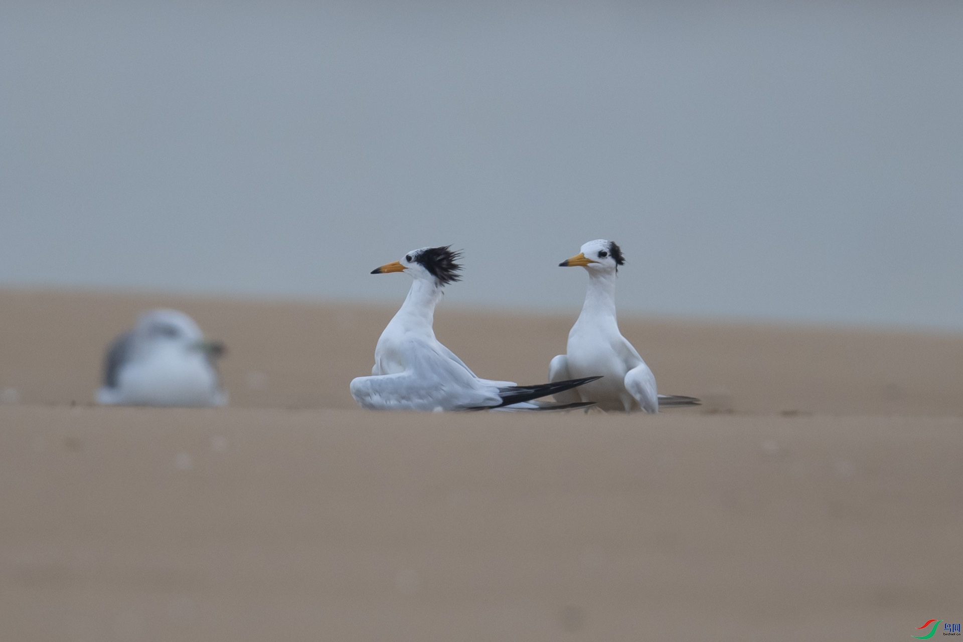 WLZ_2121 ����.jpg