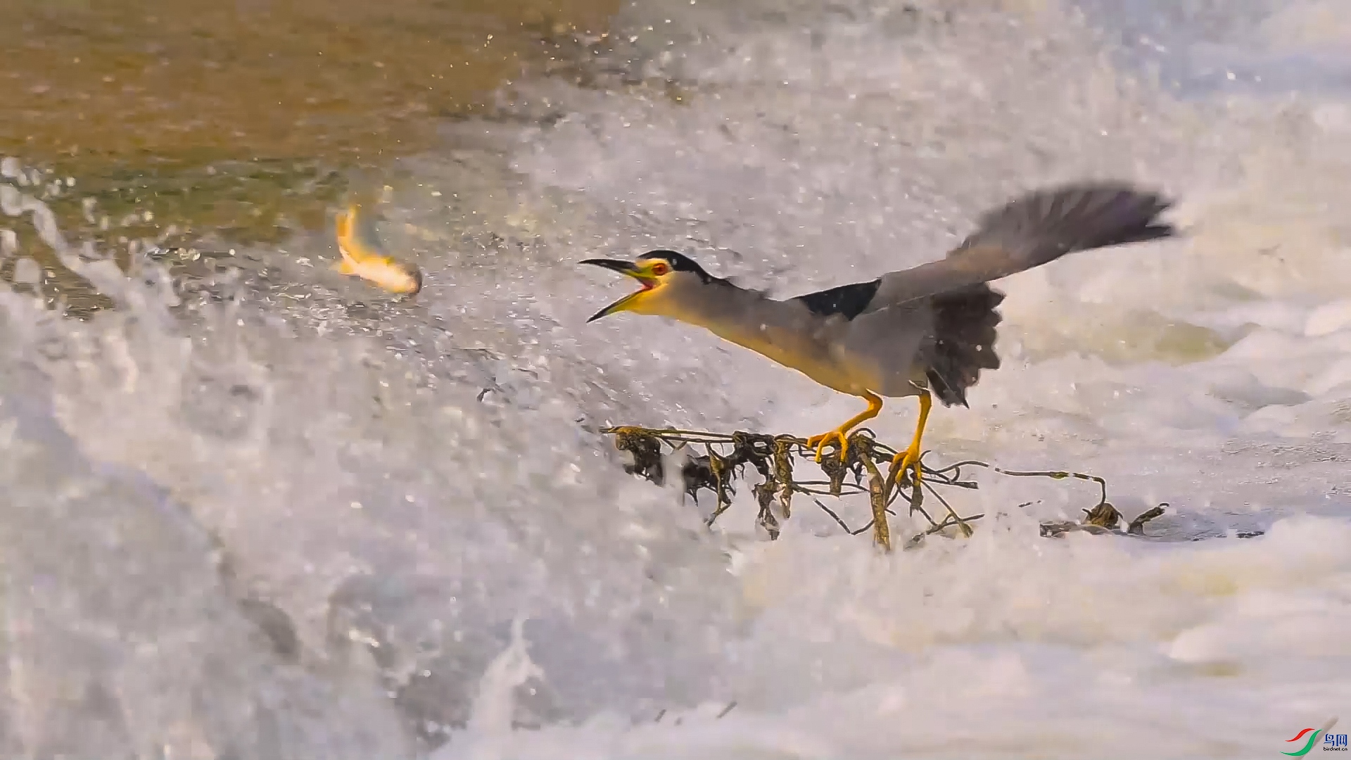 �ϾŲ����� ����2.jpg