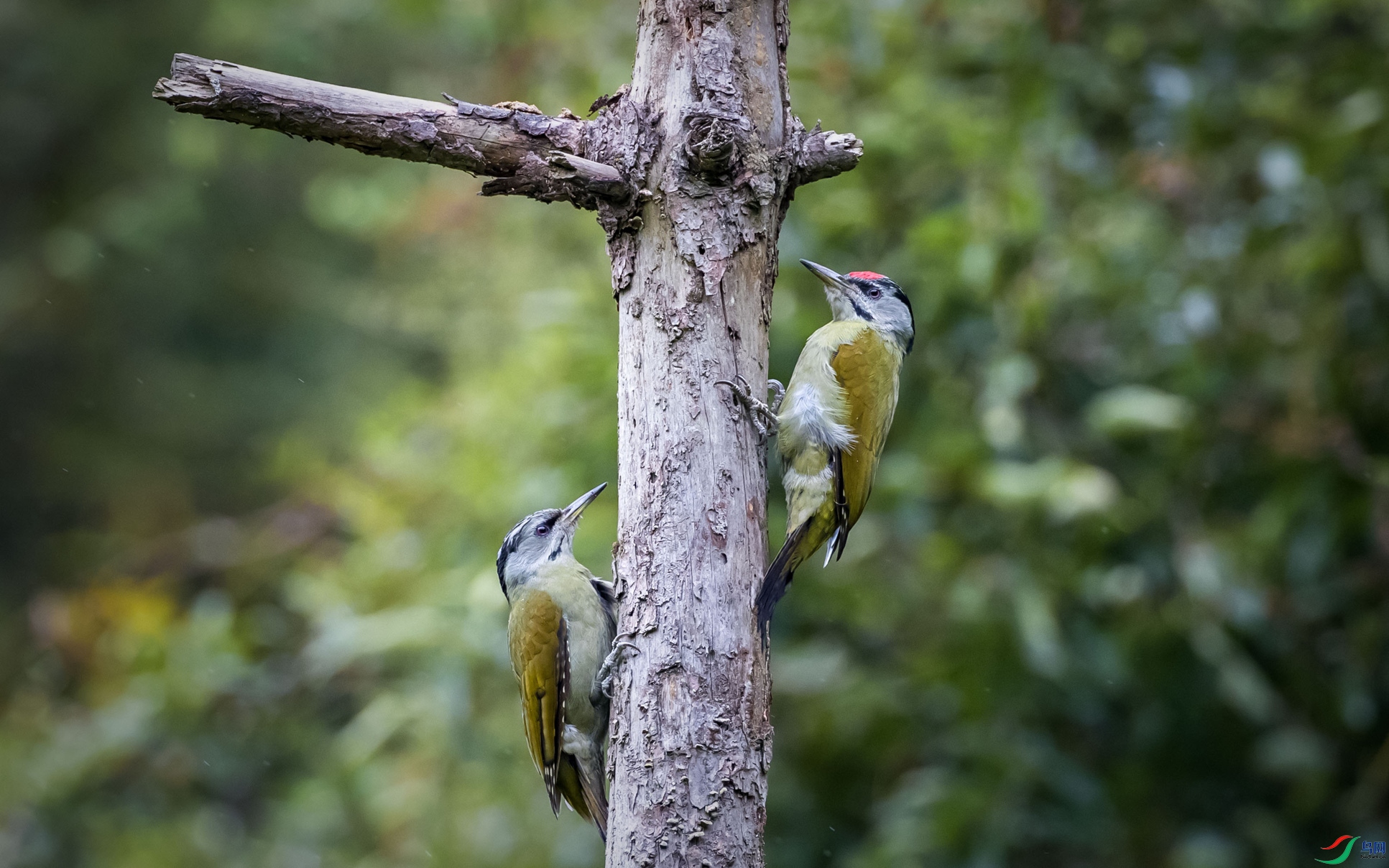 ��ͷ����ľ��