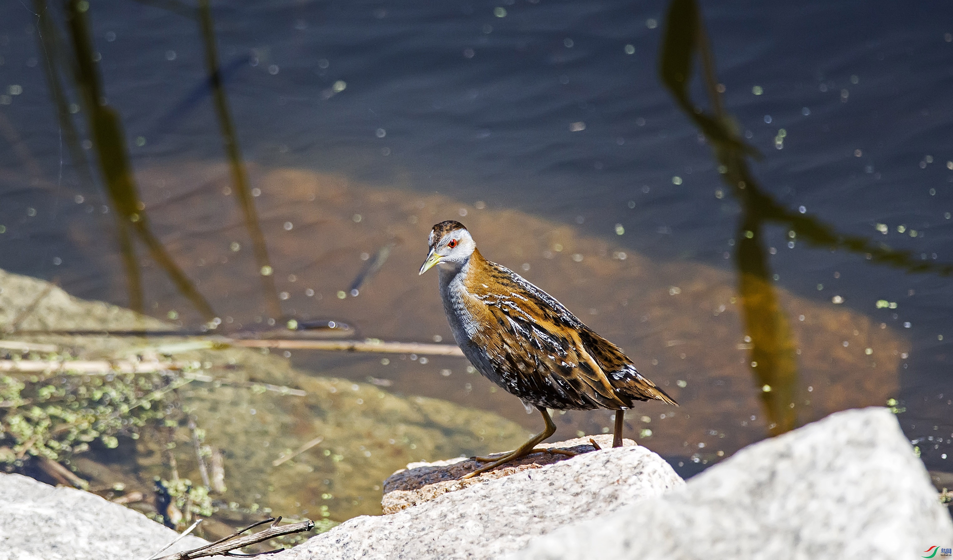 DSC_0666.jpg