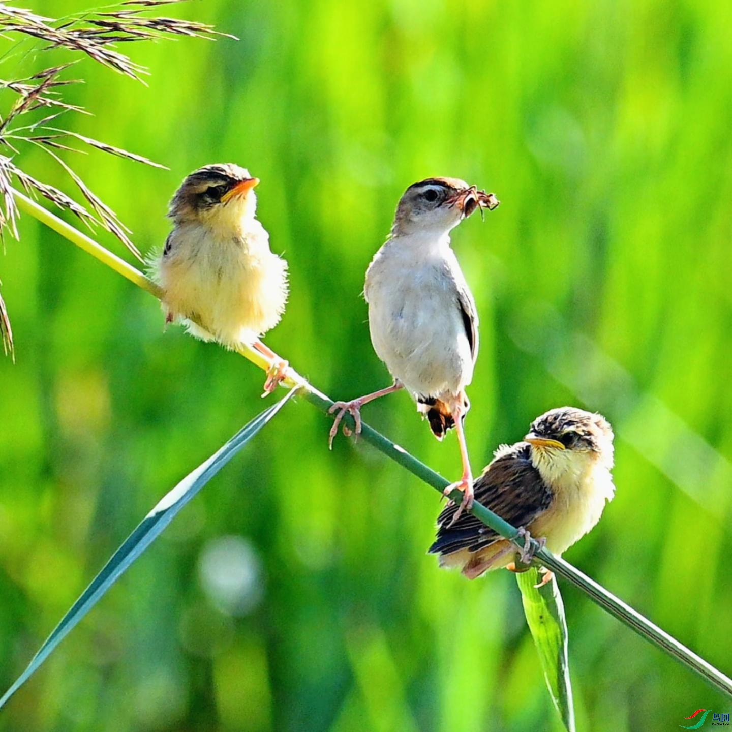 ����βݺ����æ