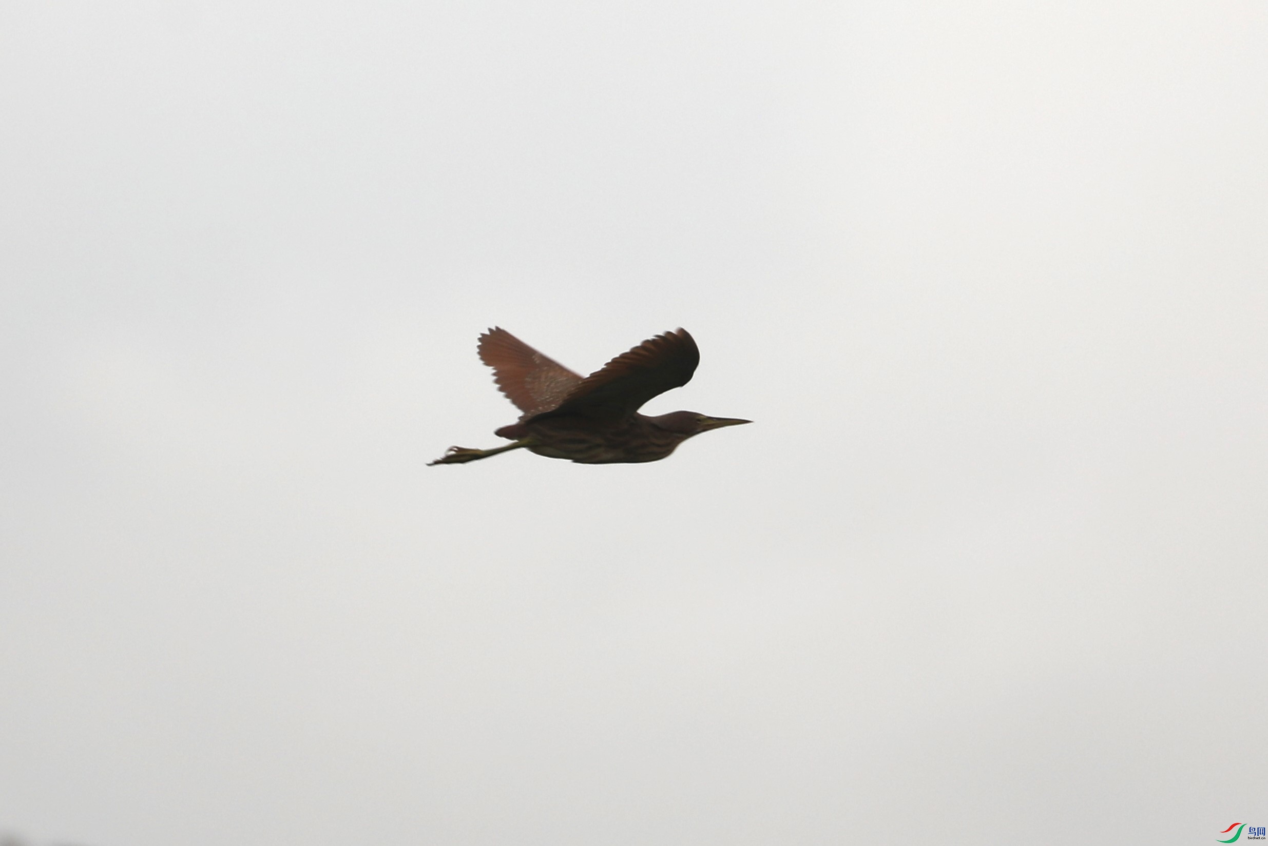 BL7A3217.JPG