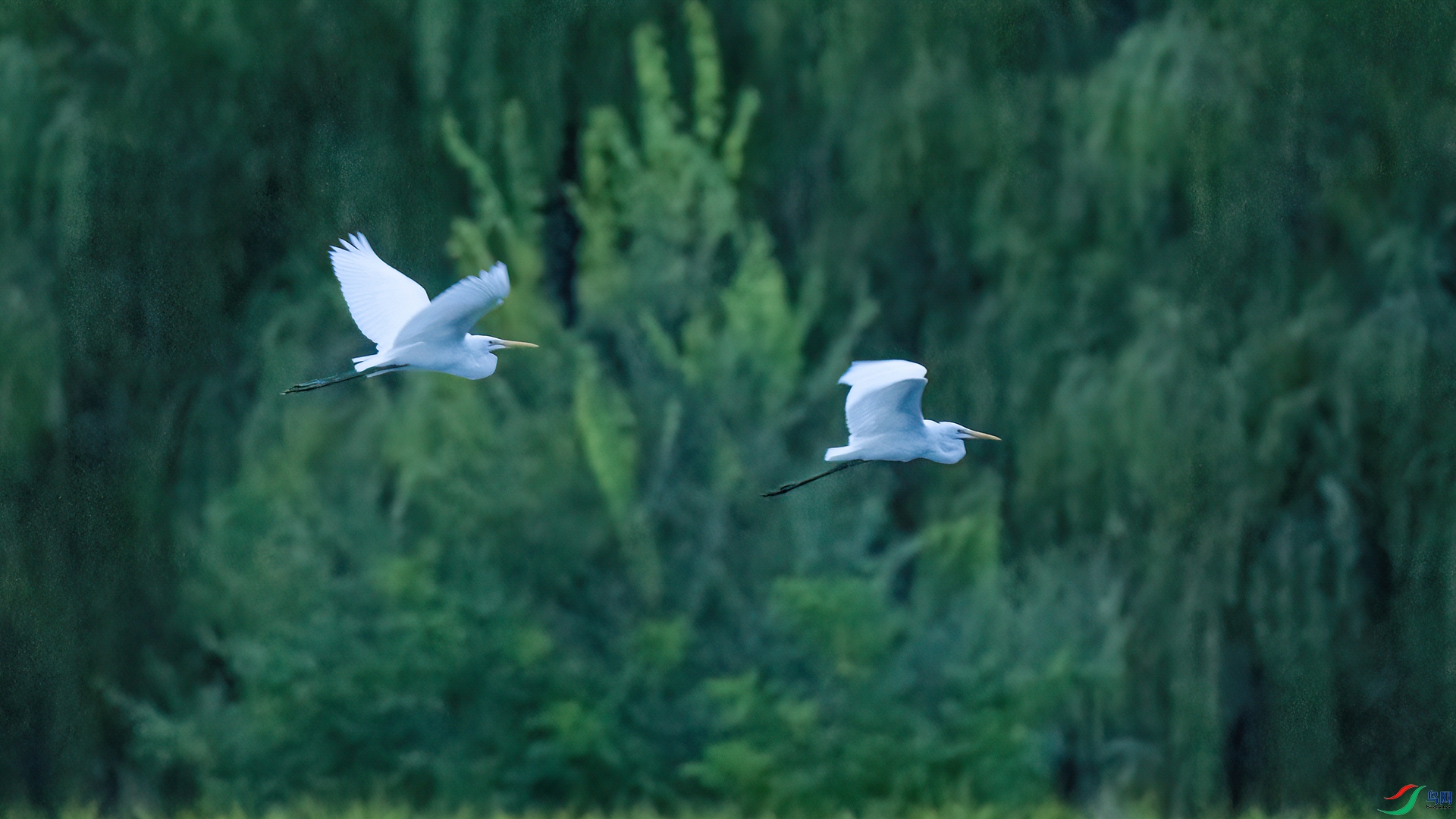 DSC02878 ����-2 ����.jpg