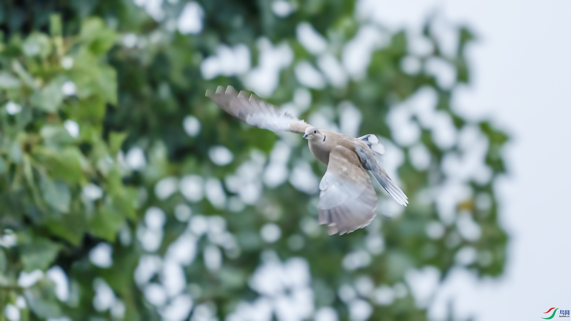 DSC00733 ����  ����.jpg