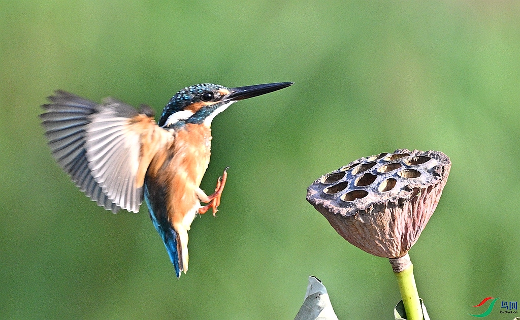 DSC_6784.JPG