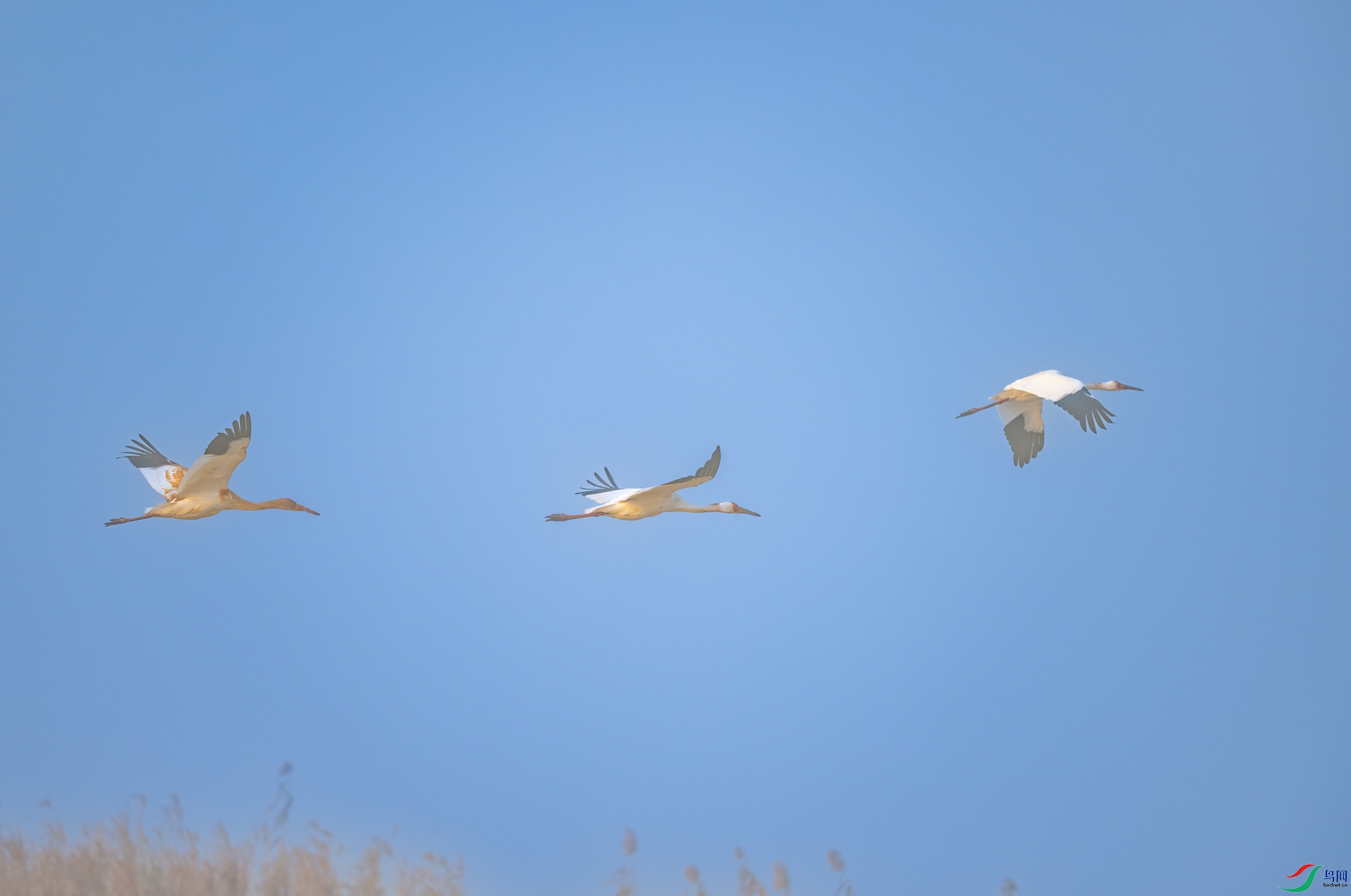 DSC_7746-1.jpg