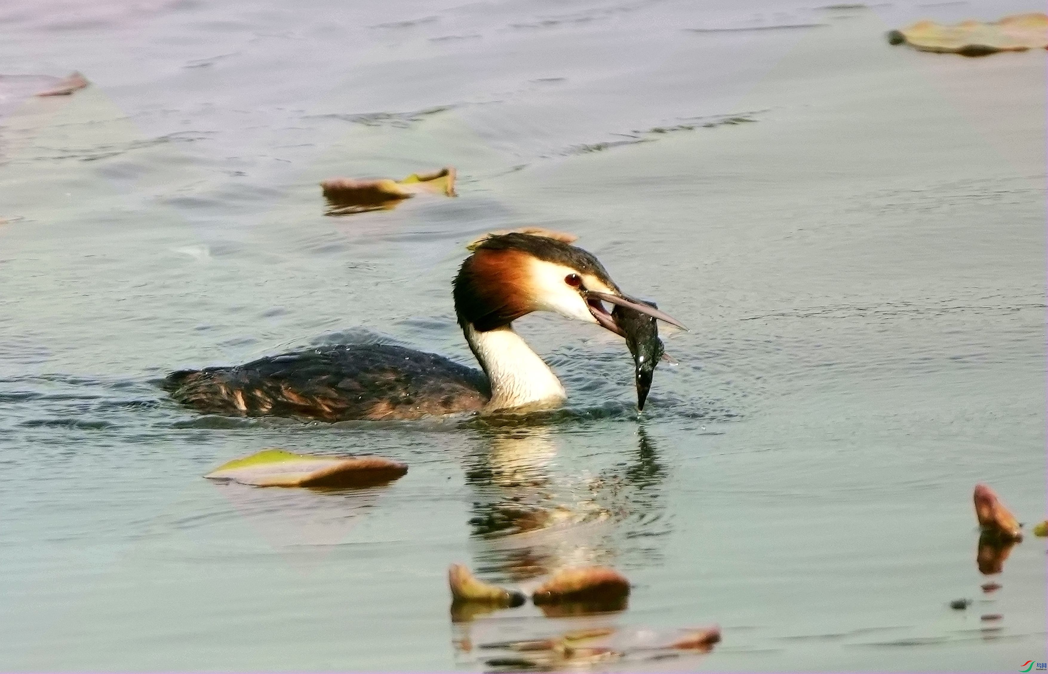 ����鳲DSC06751_����.jpg