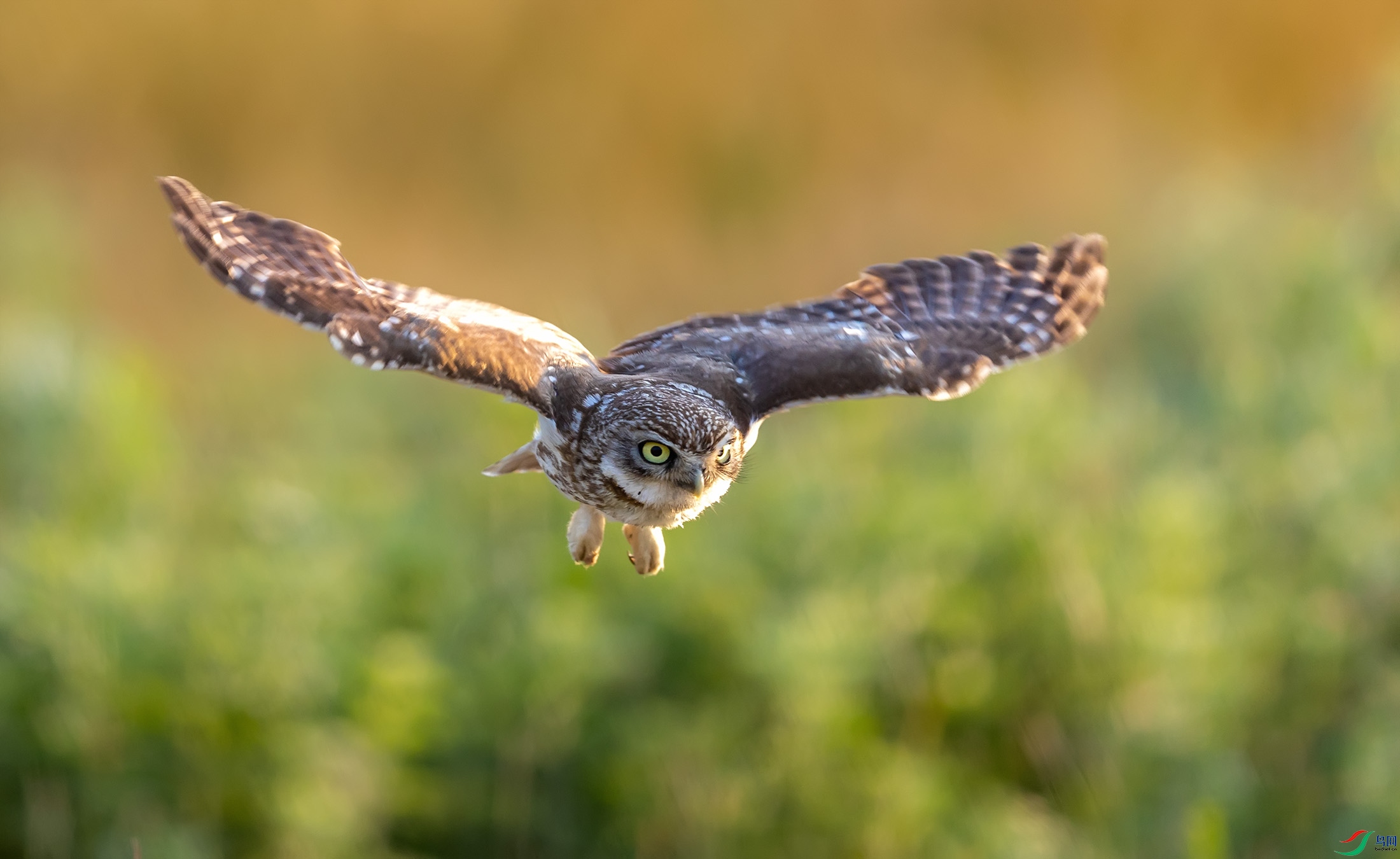 ���Ƹ�С�^