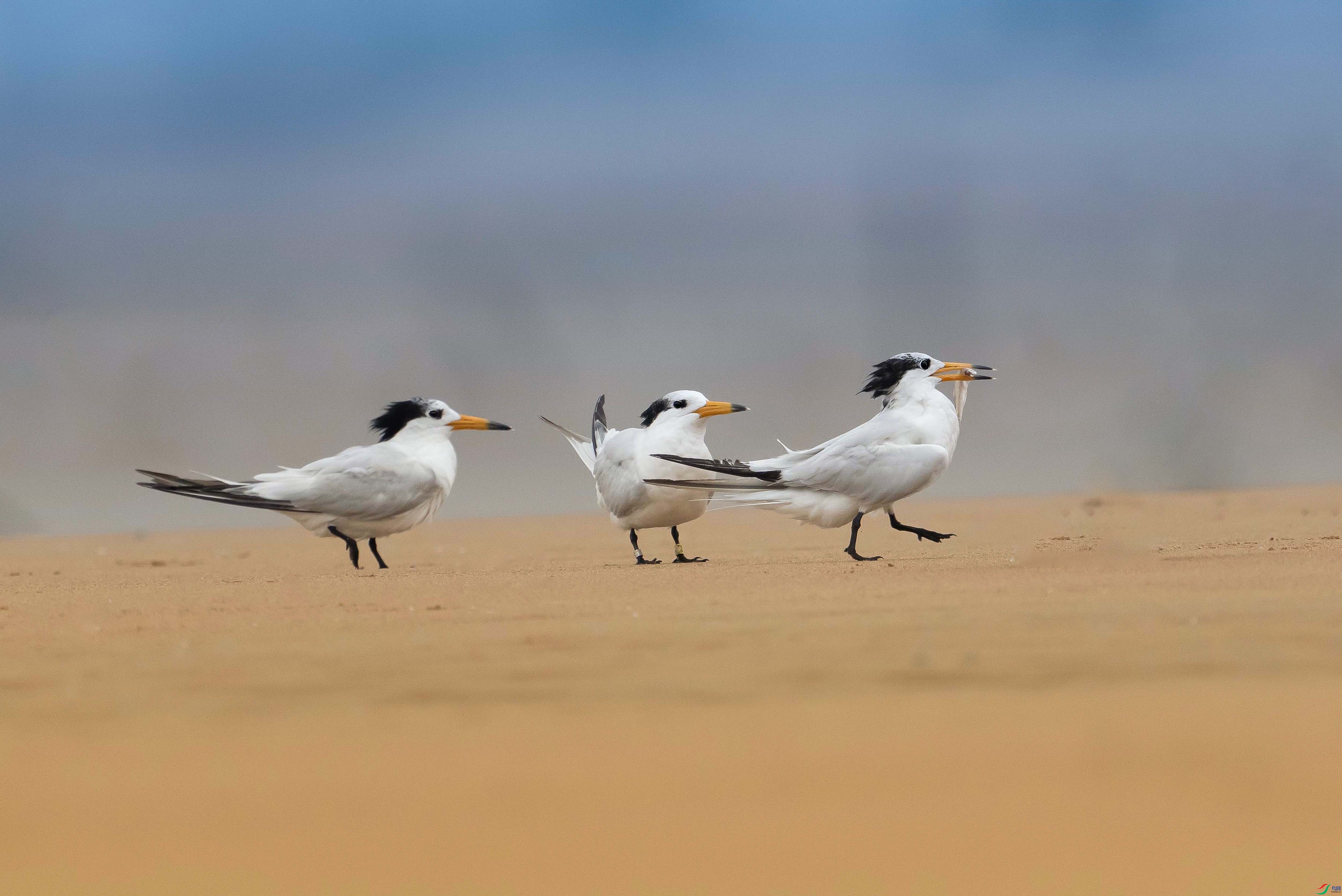 Image_1726156267540_edit_10488413722877-1 ����.jpg