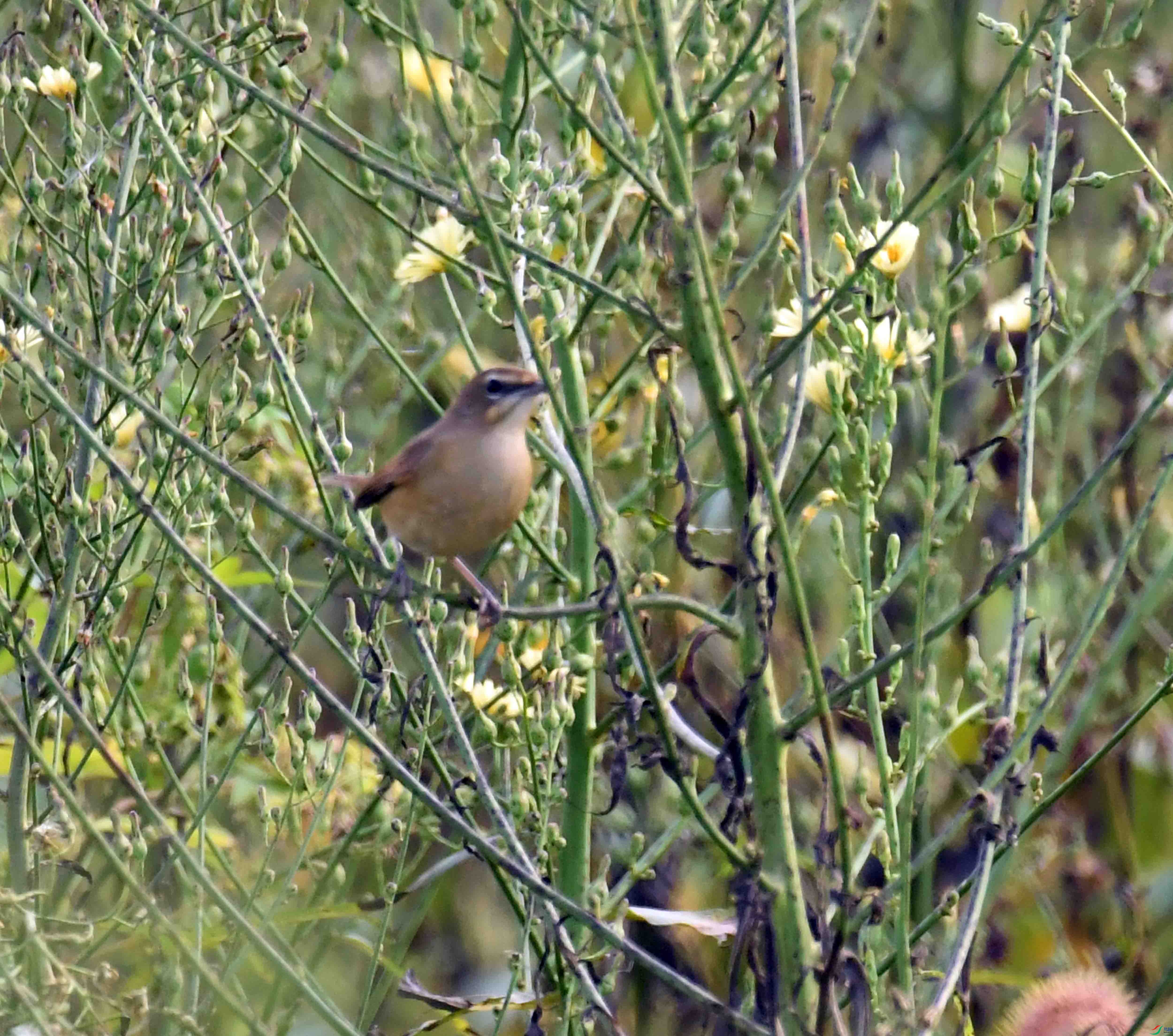DSC_5923.JPG