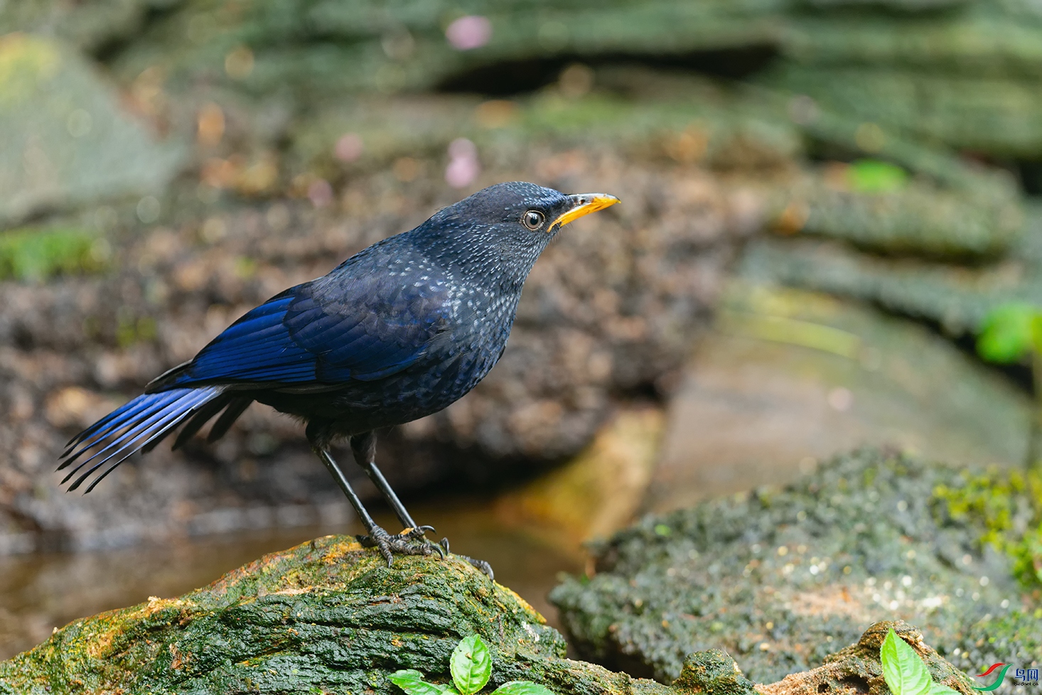 DSC_5038_DxOa.jpg