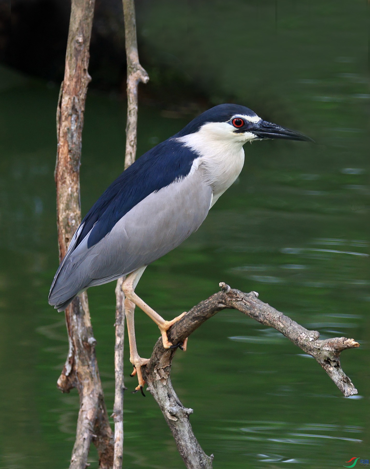 ��Ϣˮ�߿�֦