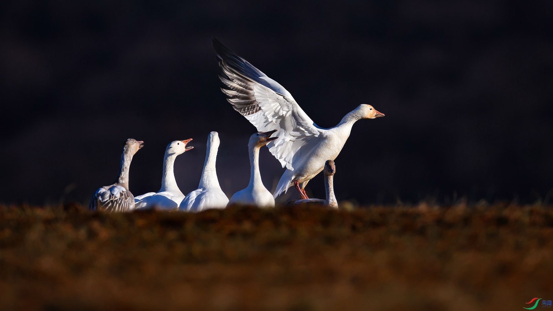 BN2T7679_��ͼ��_��ͼ��_��ͼ�� ����a_��ͼ��_��ͼ��_��ͼ��.jpg