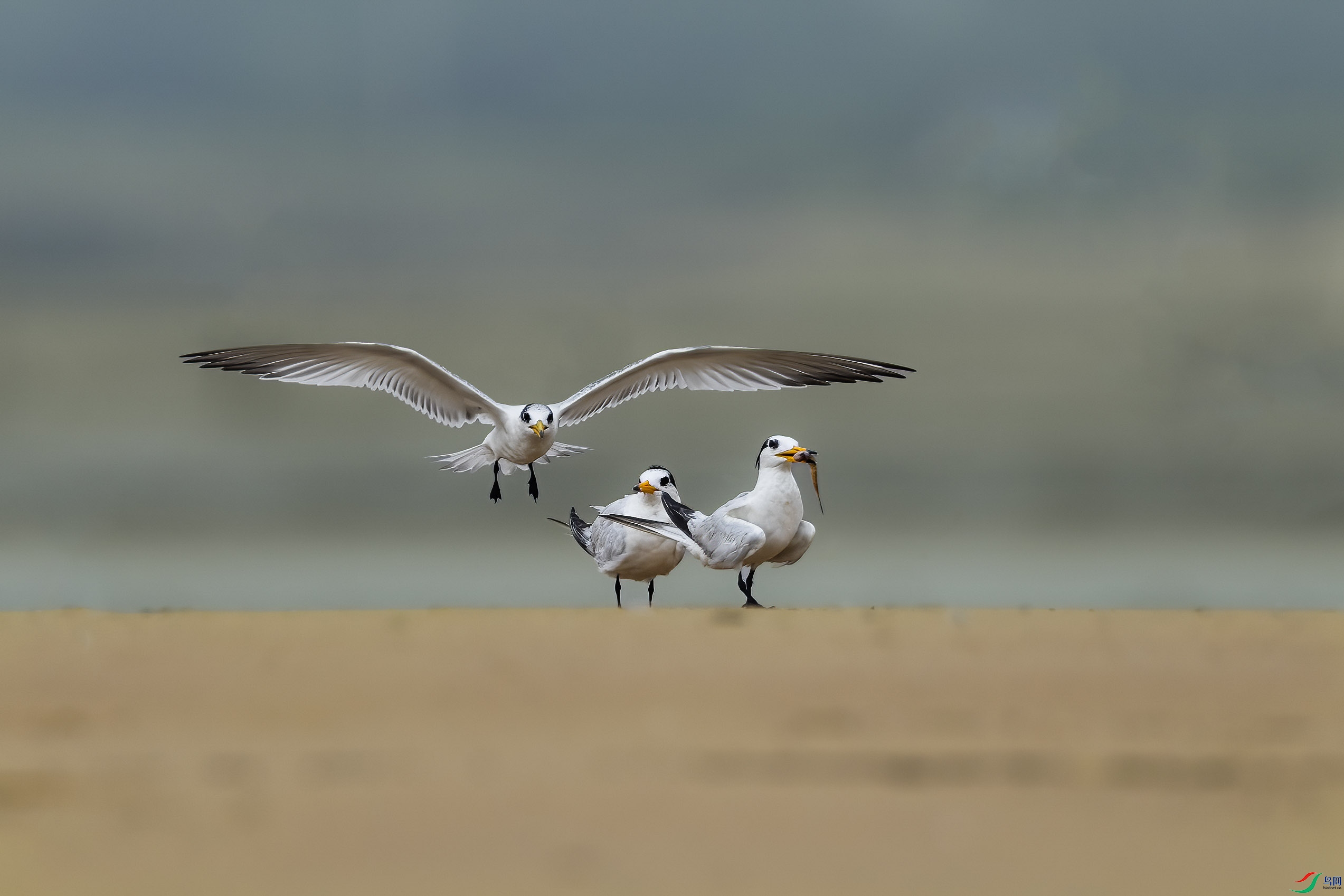 �л���ͷ��Ÿ