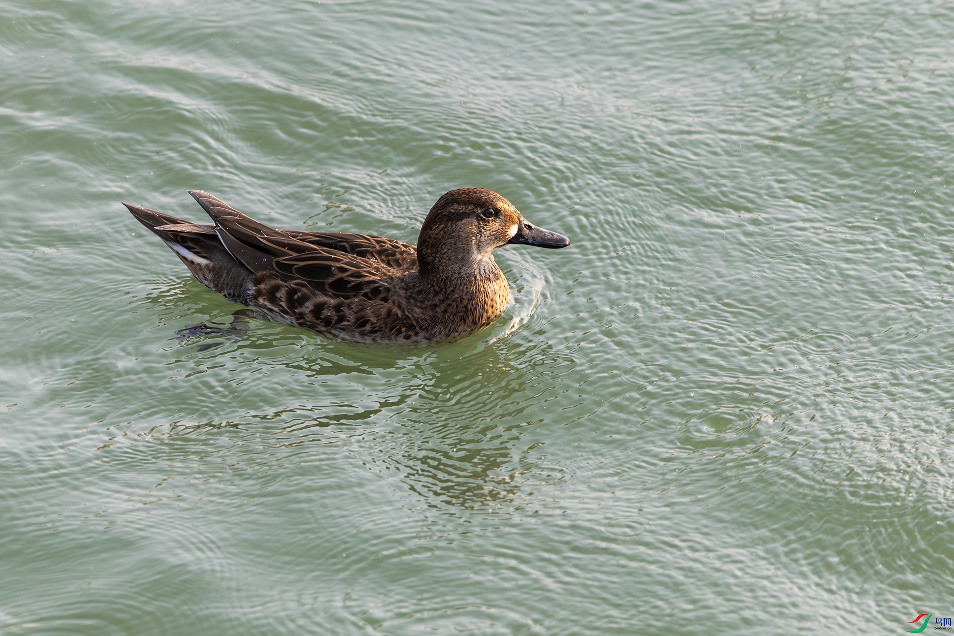 1I9A4541-1ab.jpg