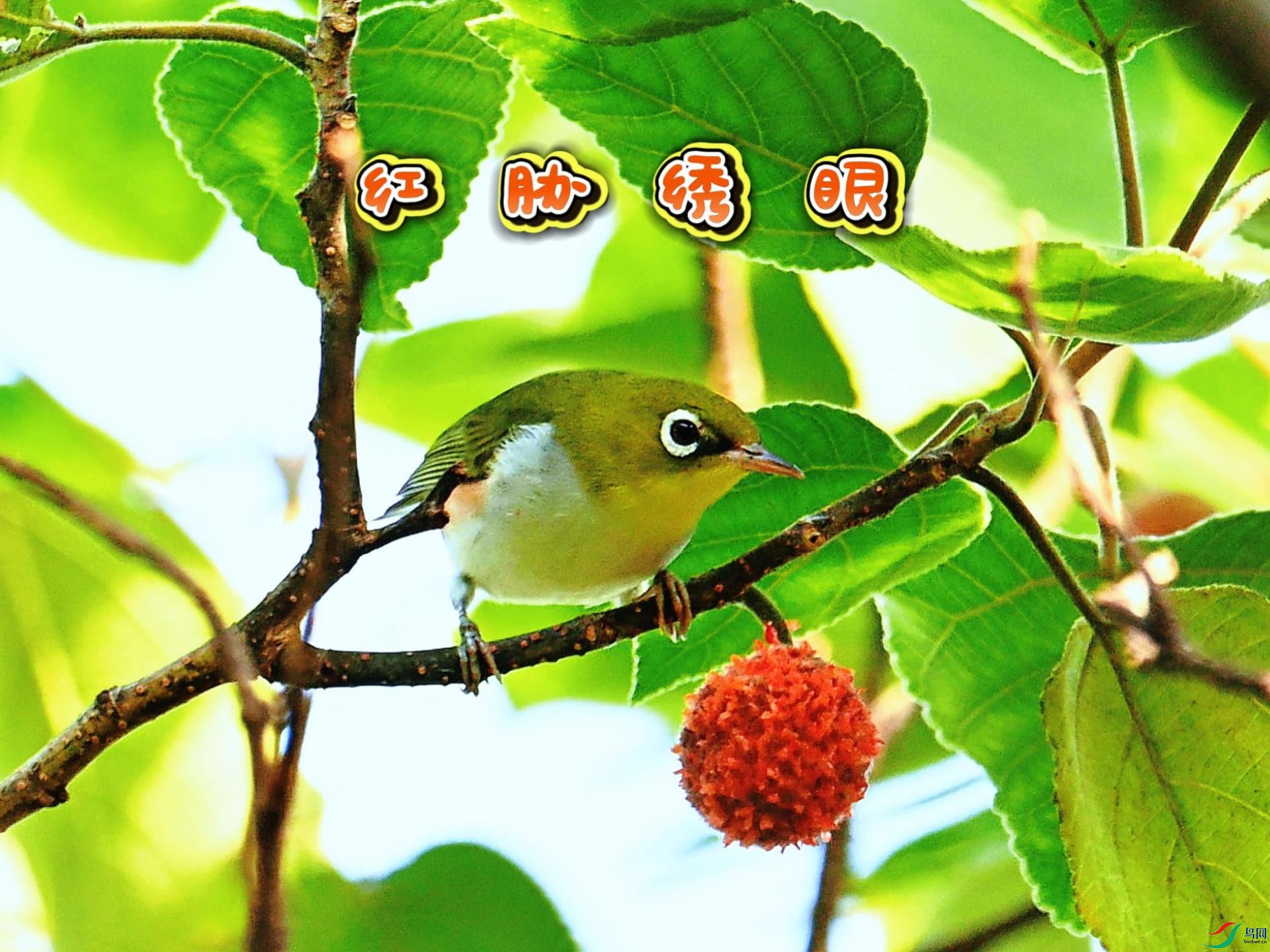 ��в������