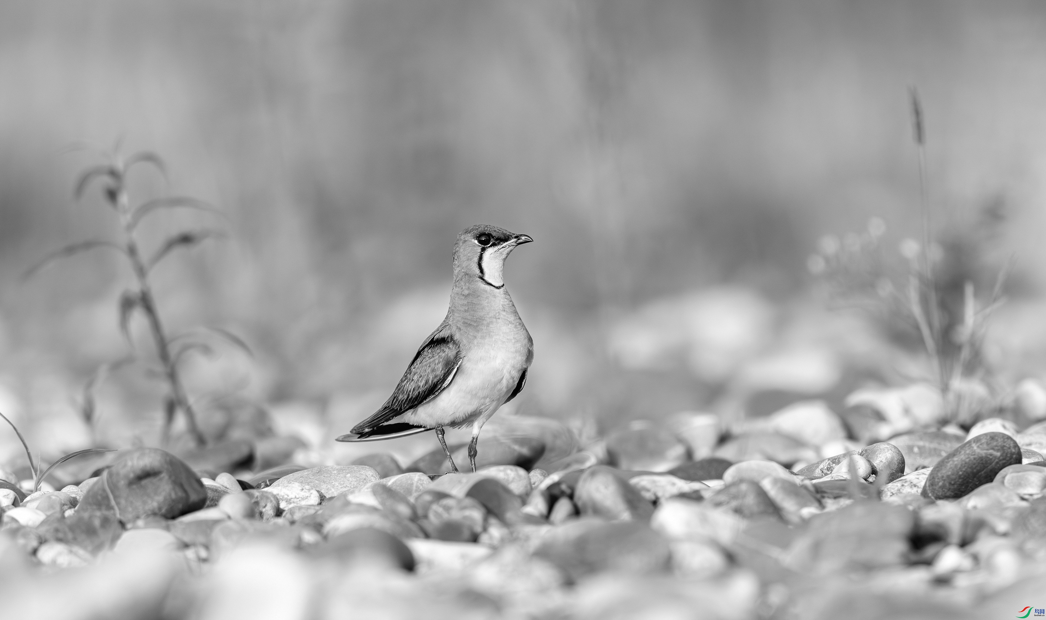 412A2935-����ǿ-����-1-2_����=00.jpg