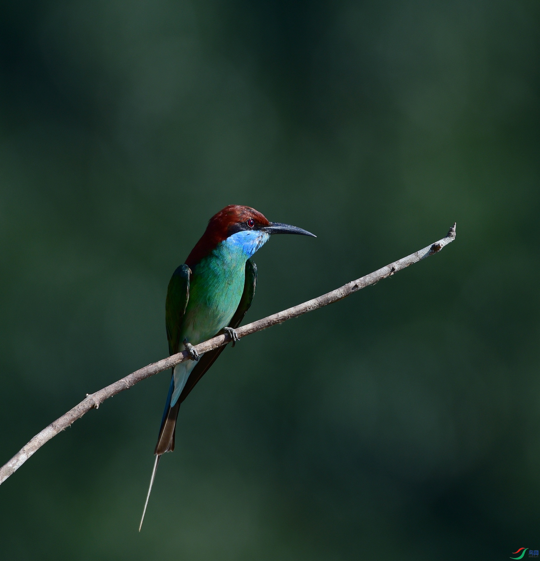 D8I_9516.jpg
