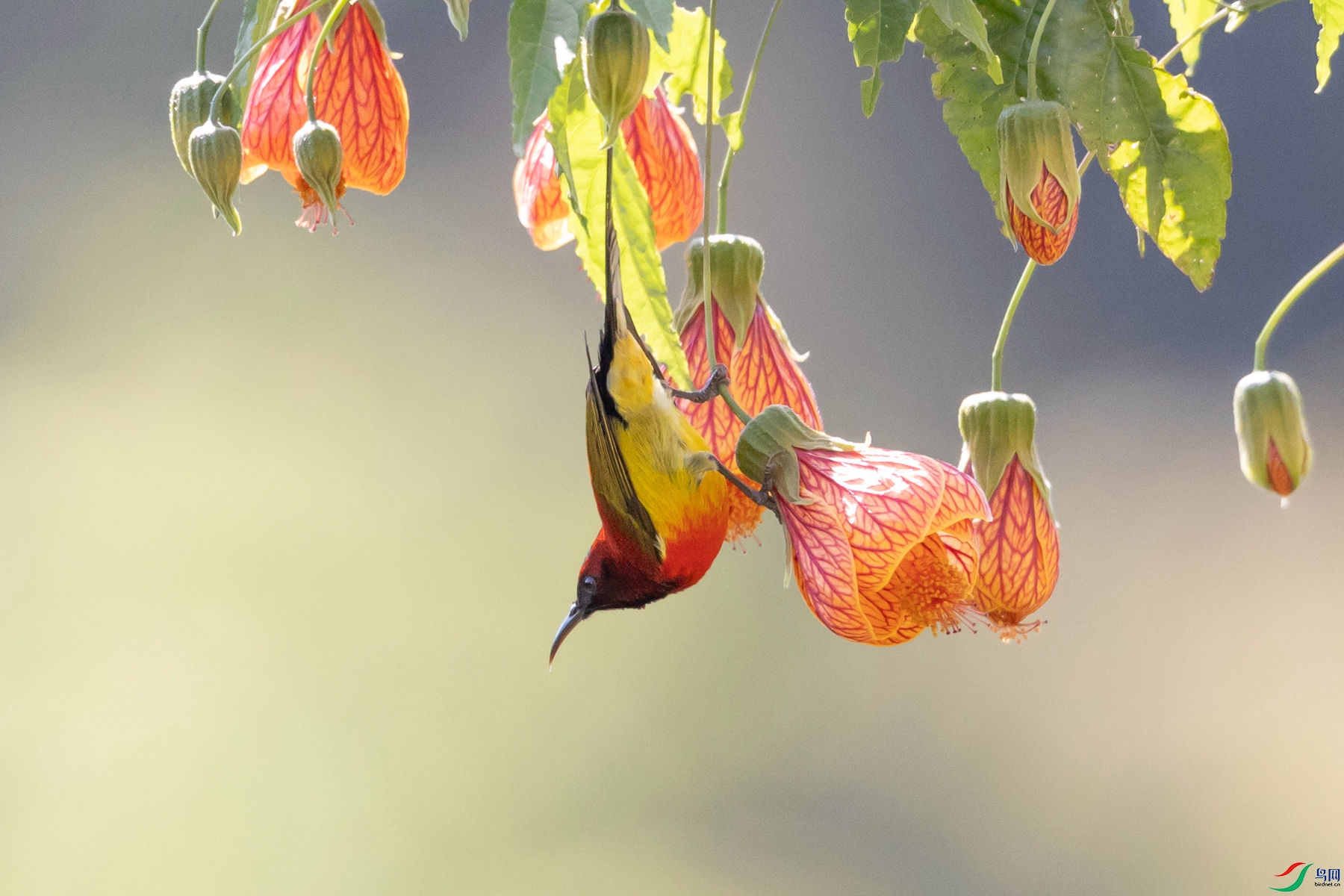 ����̫����